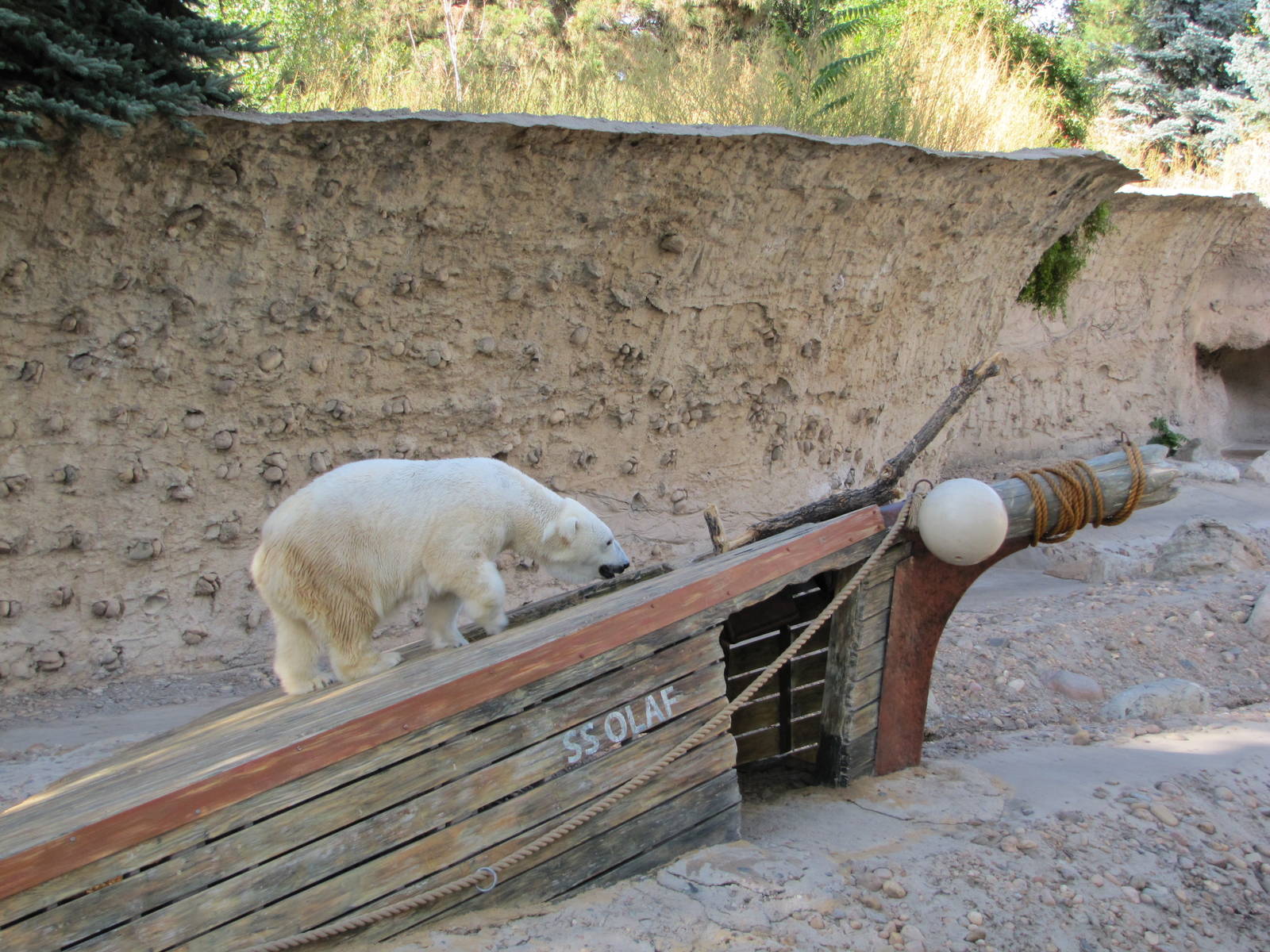 Denver Zoo 2010 - Polar Bear in Northern Shores