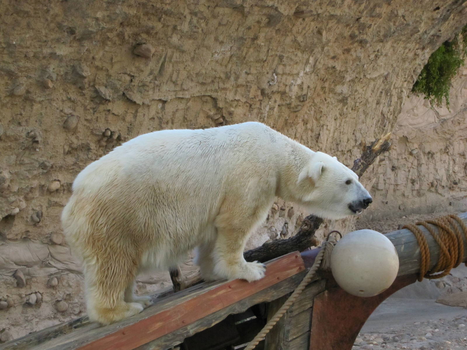 Denver Zoo 2010 - Polar Bear in Northern Shores