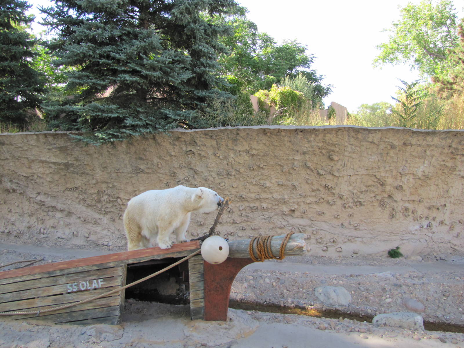 Denver Zoo 2010 - Polar Bear in Northern Shores