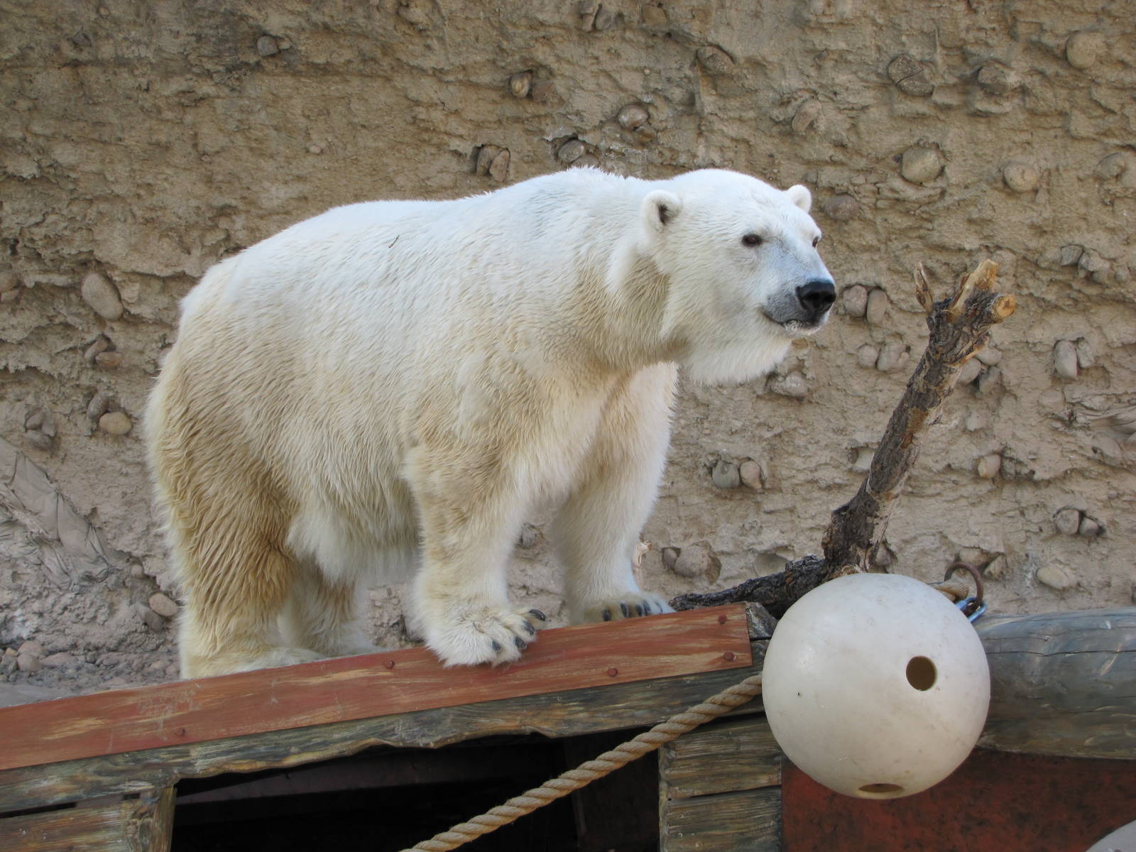 Denver Zoo 2010 - Polar Bear in Northern Shores