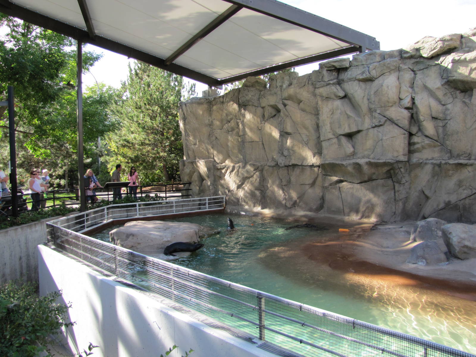 Denver Zoo 2010 - Pool for Pinniped pups