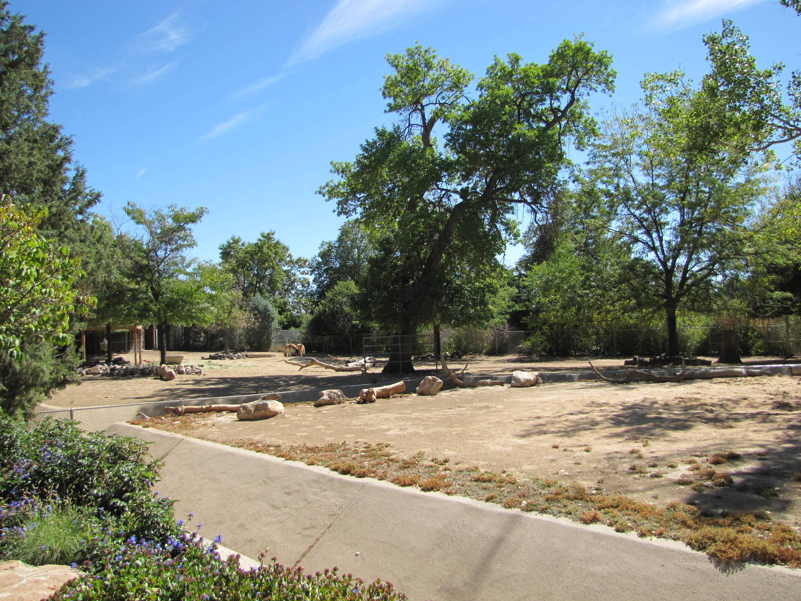 Denver Zoo 2010 - Przewalskis Horse exhibit