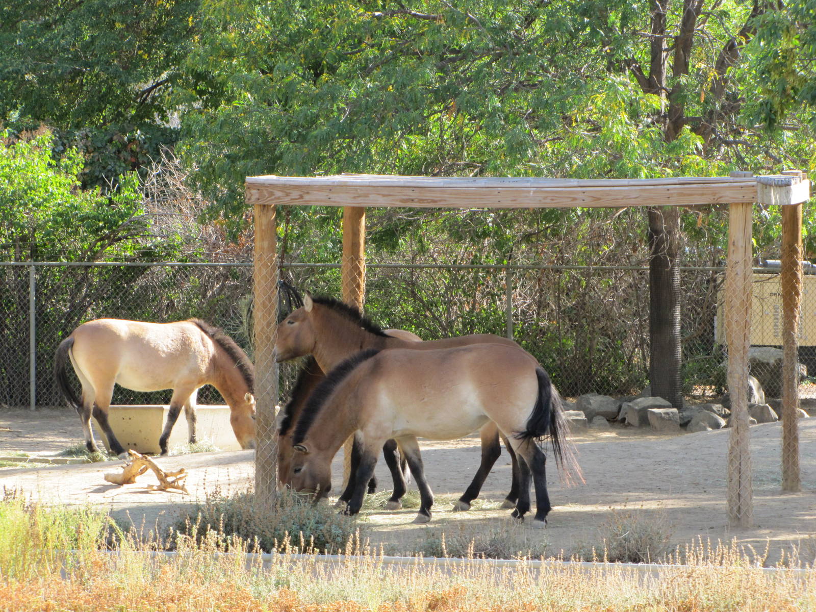 Denver Zoo 2010 - Przewalskis Horses