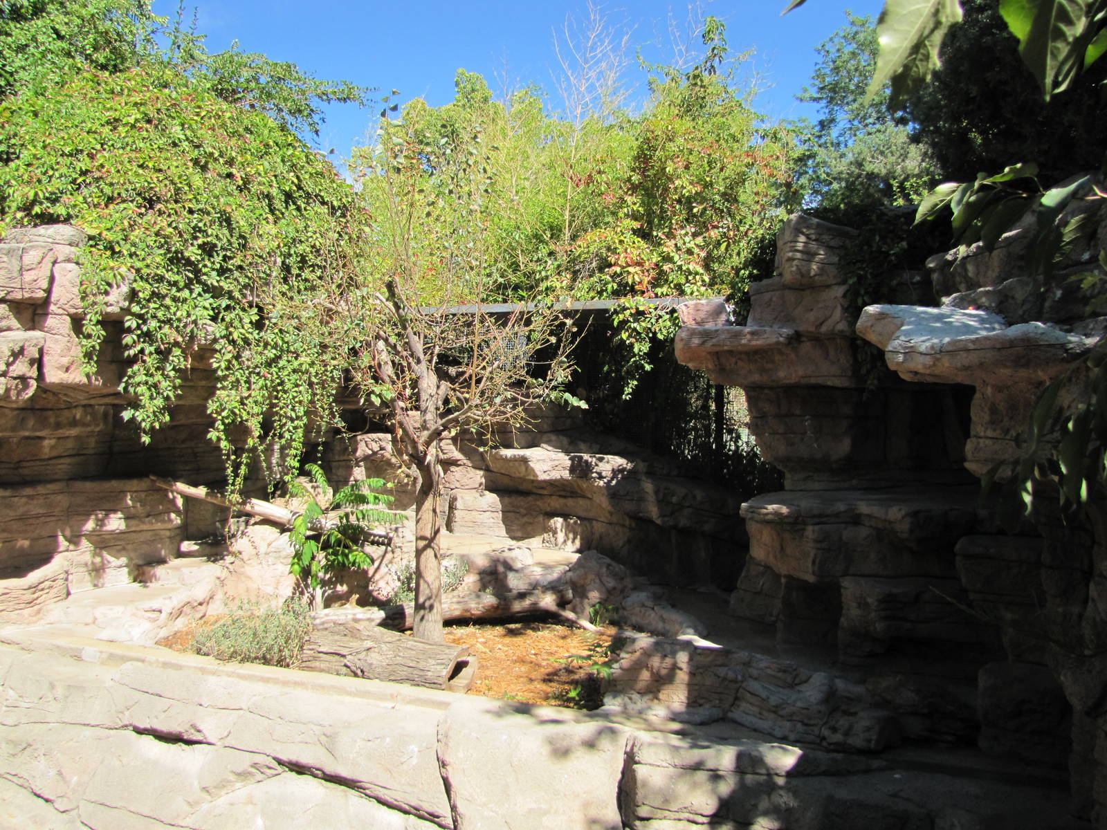 Denver Zoo 2010 - Red Panda exhibit