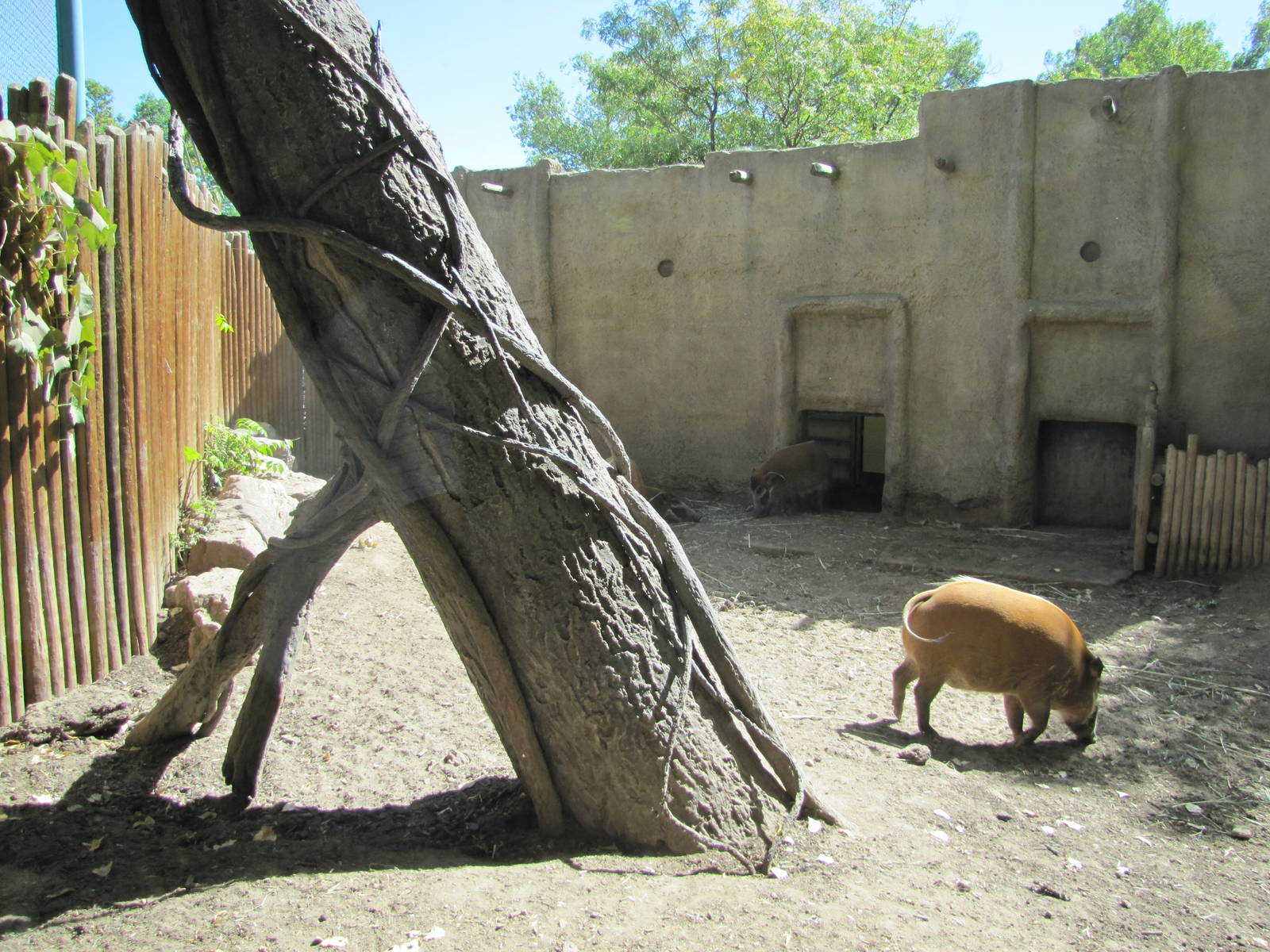 Denver Zoo 2010 - Red River Hog exhibit