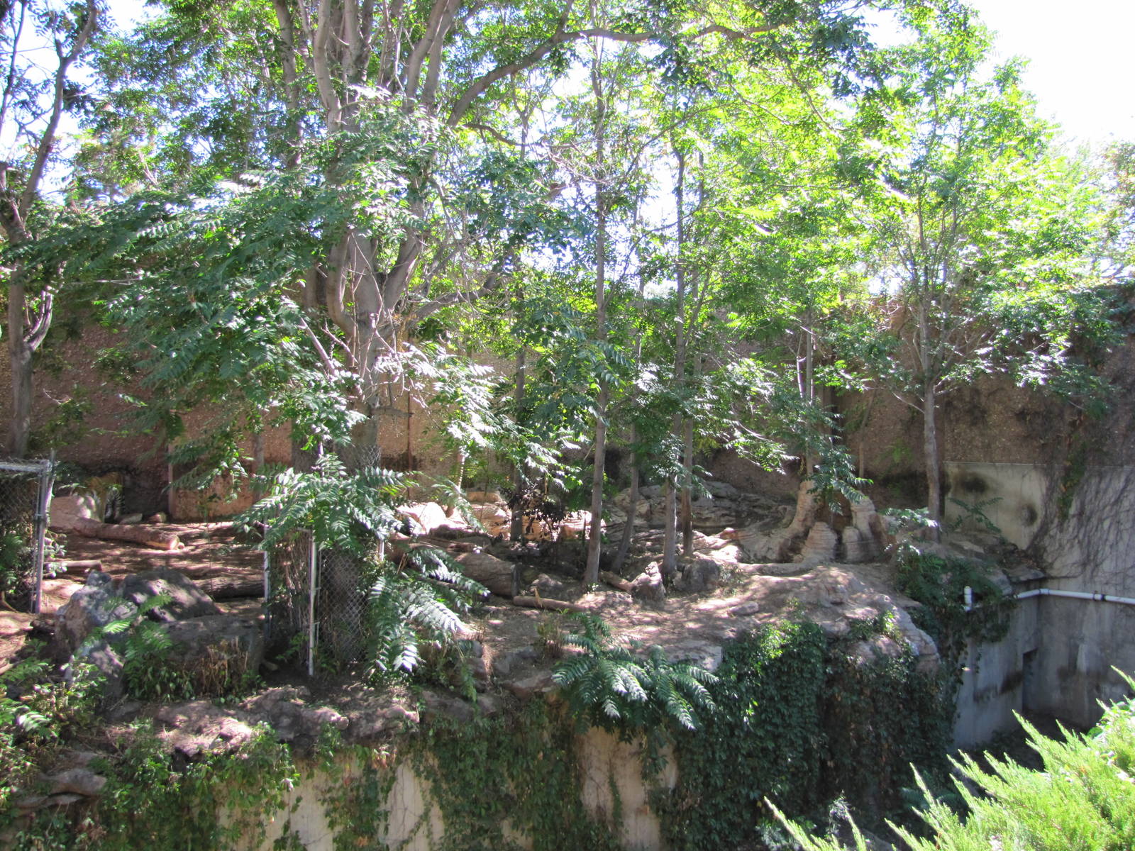 Denver Zoo 2010 - Right side of Amur Tiger outdoor exhibit