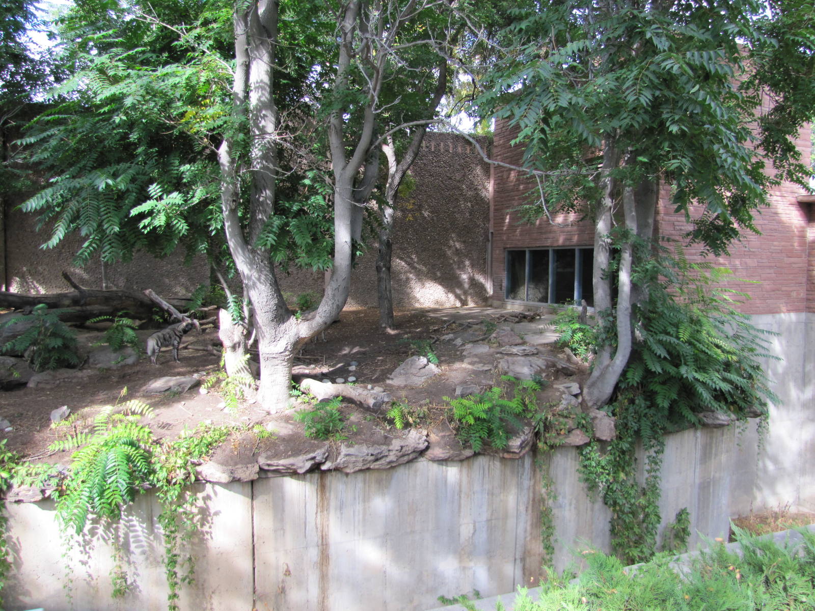 Denver Zoo 2010 - Right side of the Striped Hyena exhibit