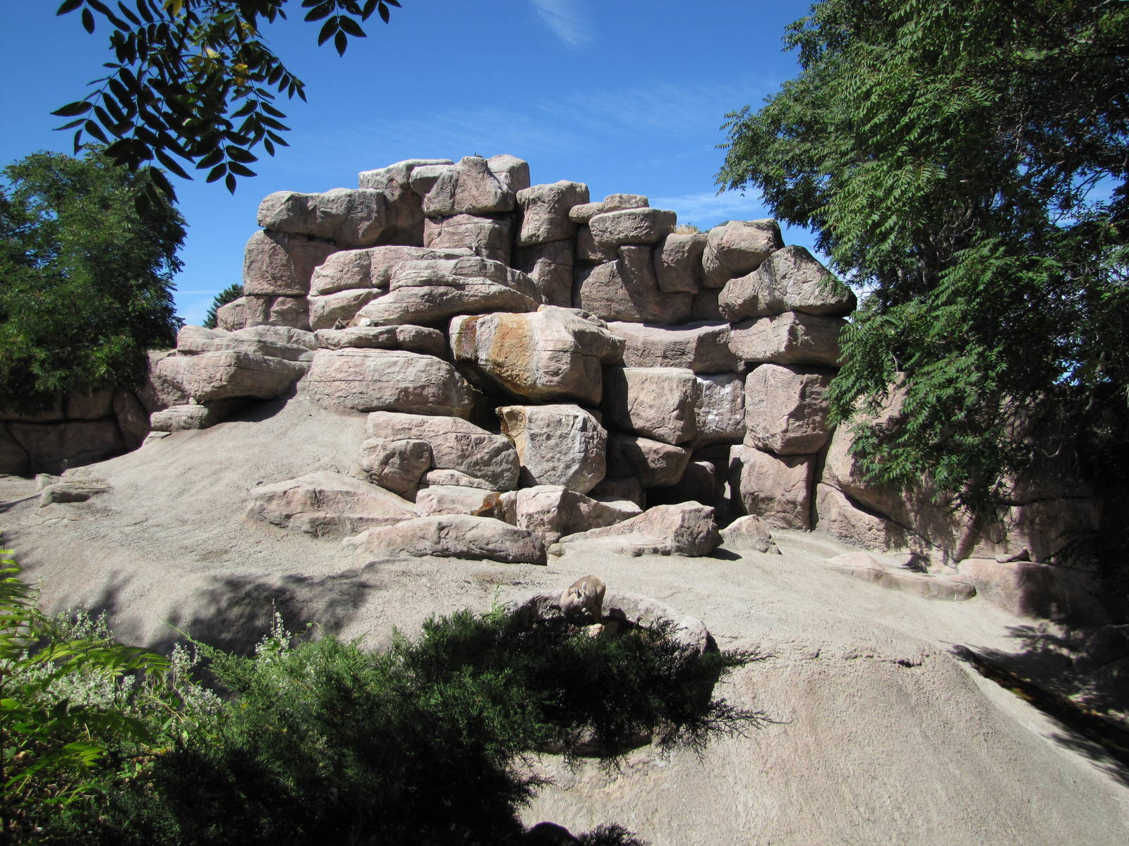 Denver Zoo 2010 - Rocky Mountain Bighorn Sheep exhibit