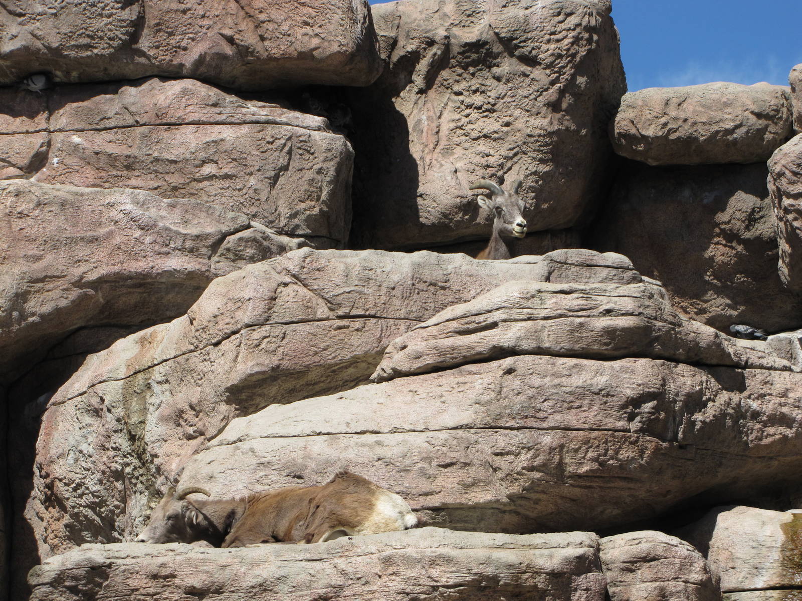 Denver Zoo 2010 - Rocky Mountain Bighorn Sheep