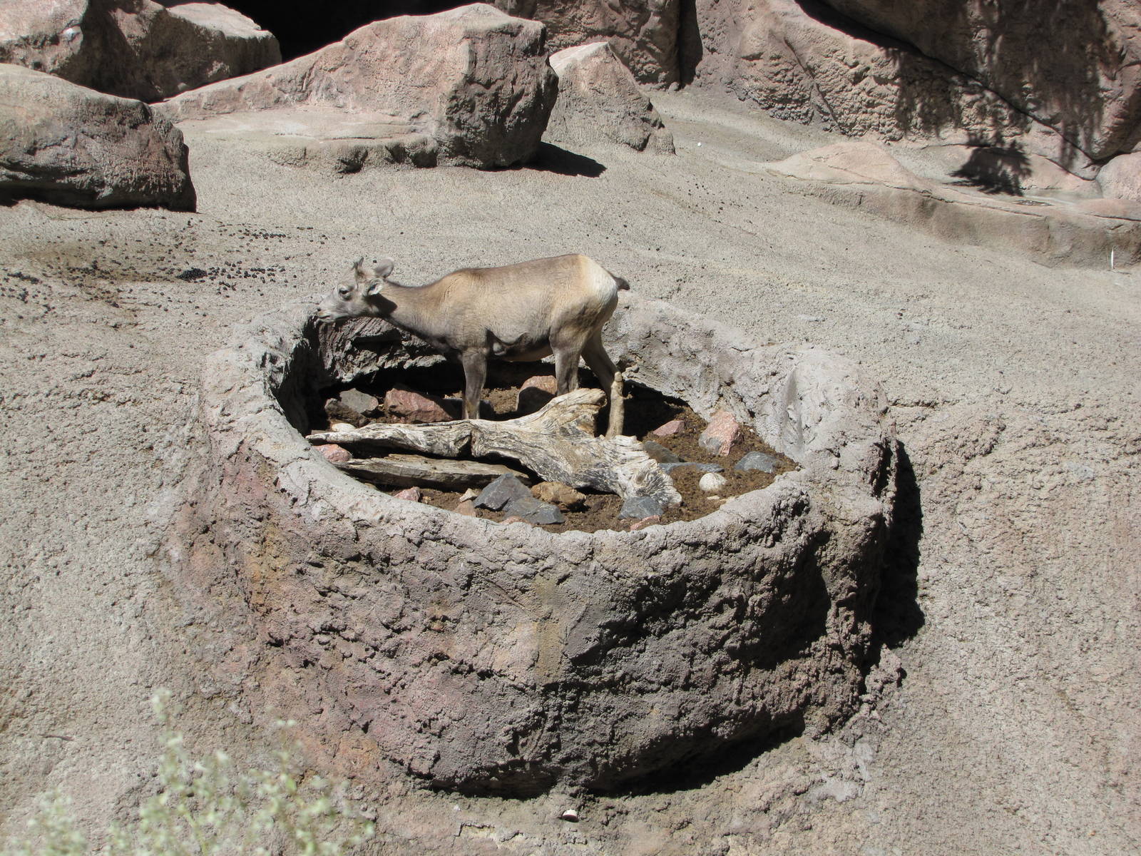 Denver Zoo 2010 - Rocky Mountain Bighorn Sheep