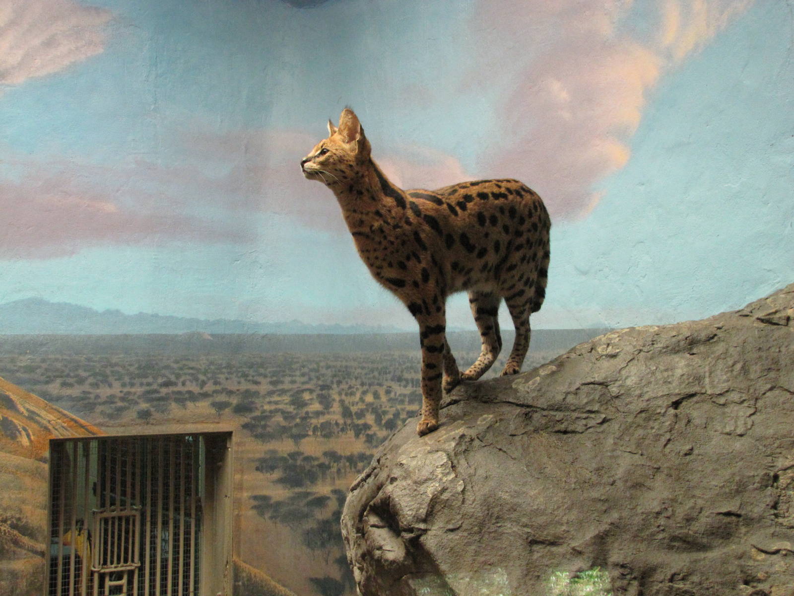 Denver Zoo 2010 - Serval indoor exhibit