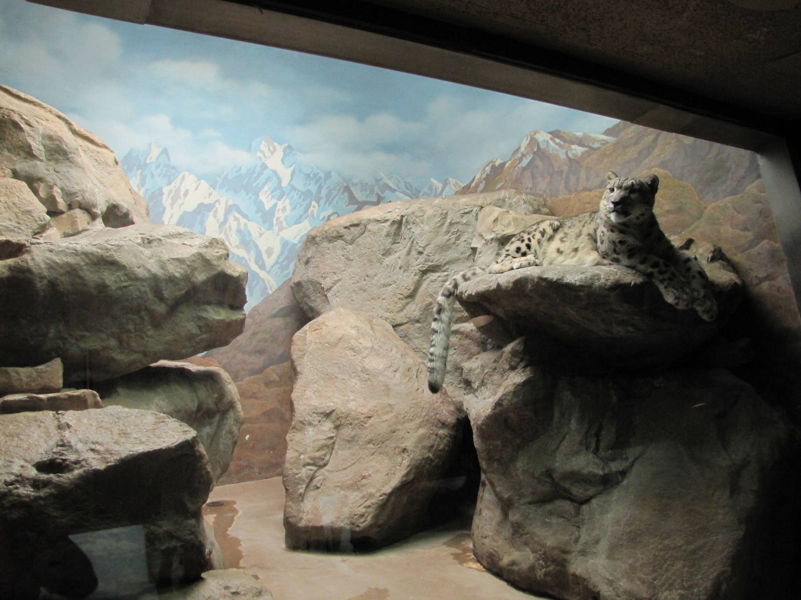 Denver Zoo 2010 - Snow Leopard indoor exhibit in the Feline House