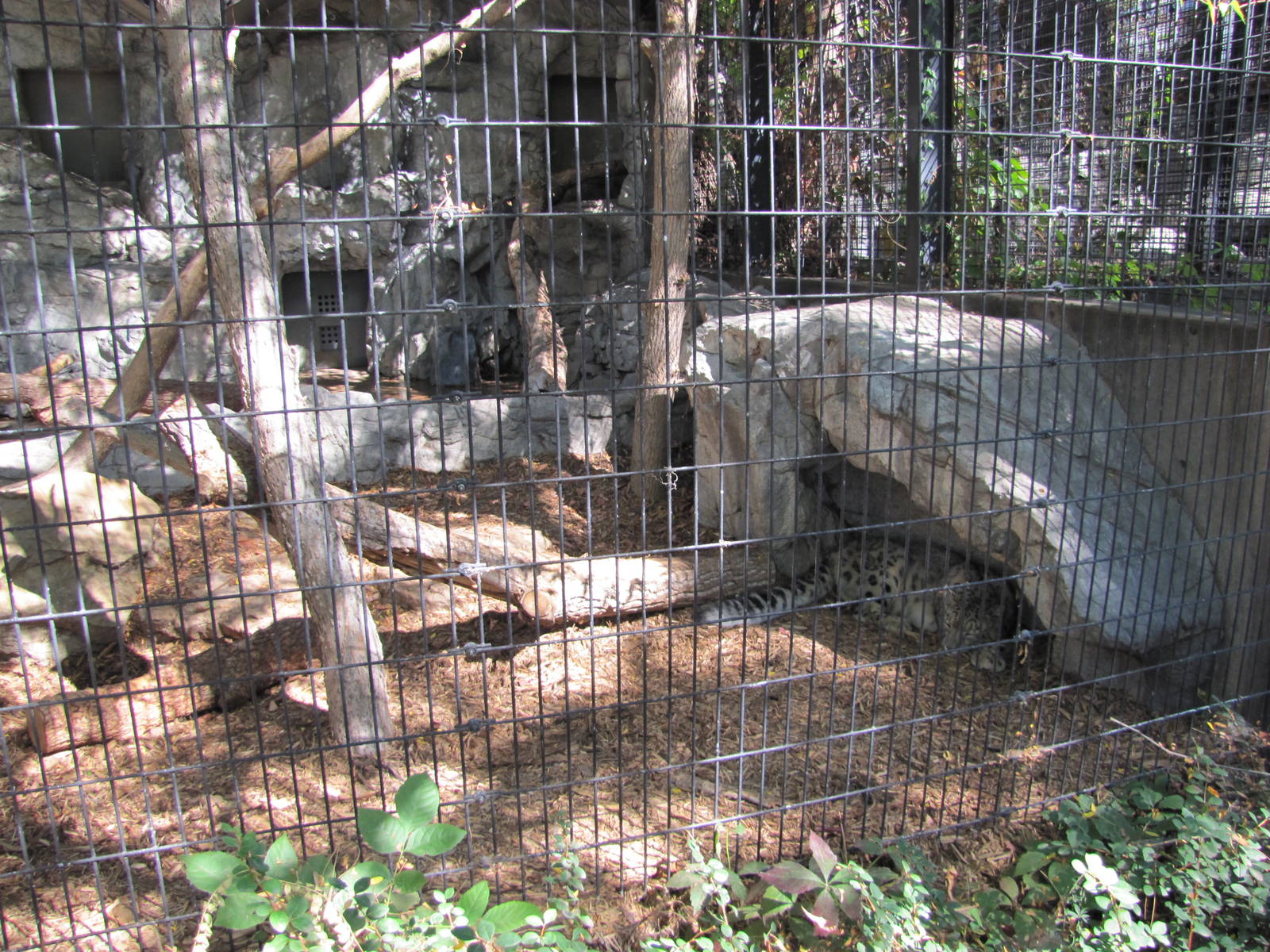 Denver Zoo 2010 - Snow Leopard outdoor cage