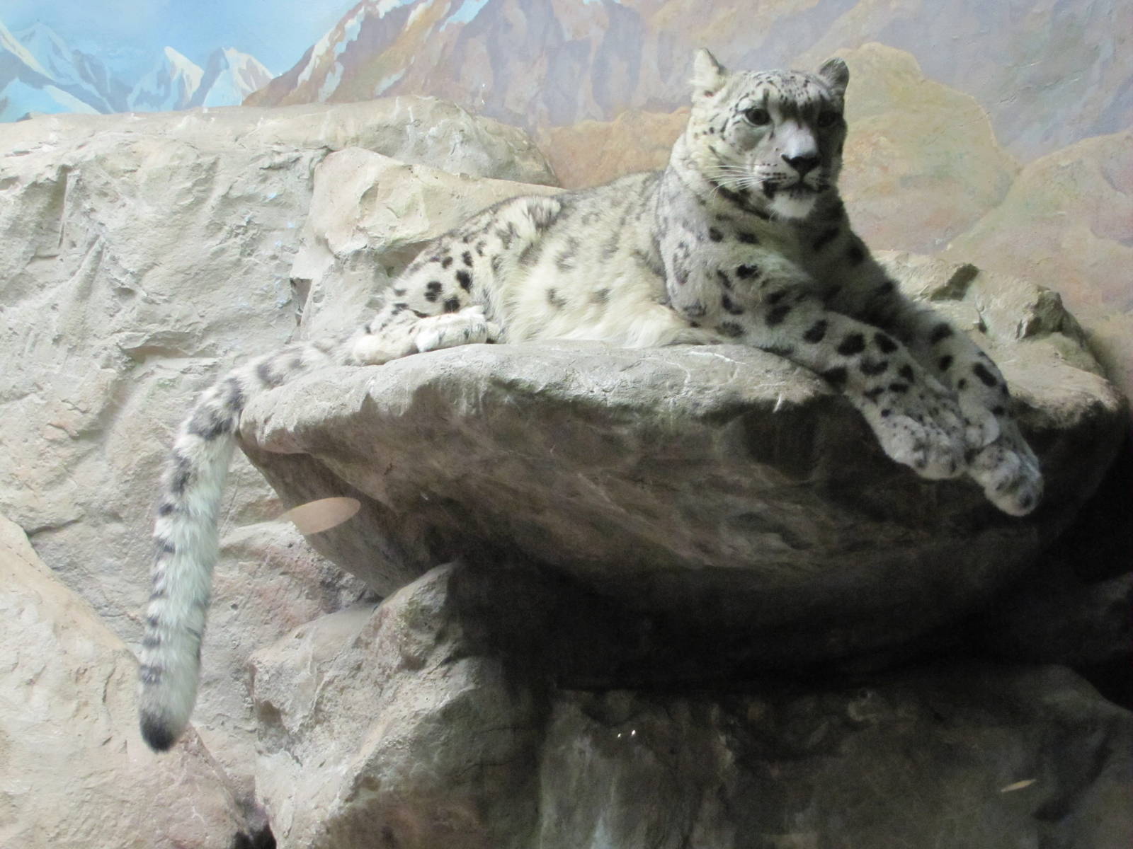 Denver Zoo 2010 - Snow Leopard