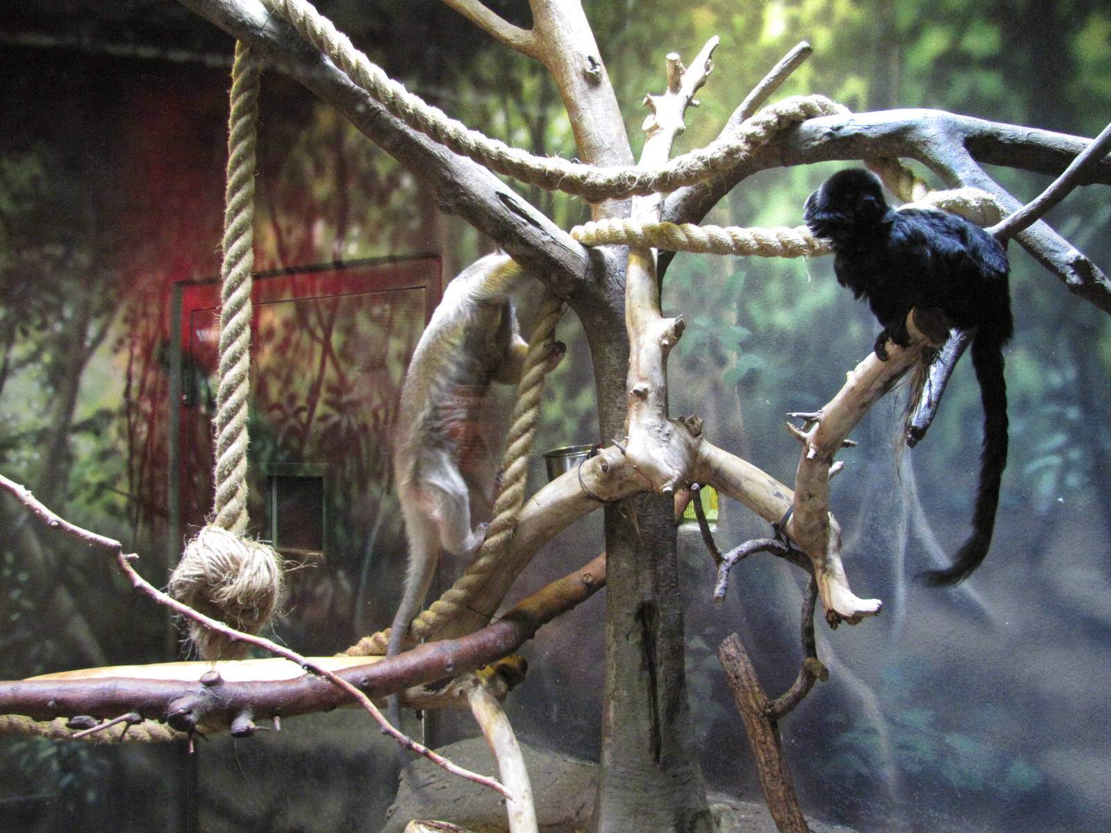 Denver Zoo 2010 - Southern Tamandua and Goeldis Monkey