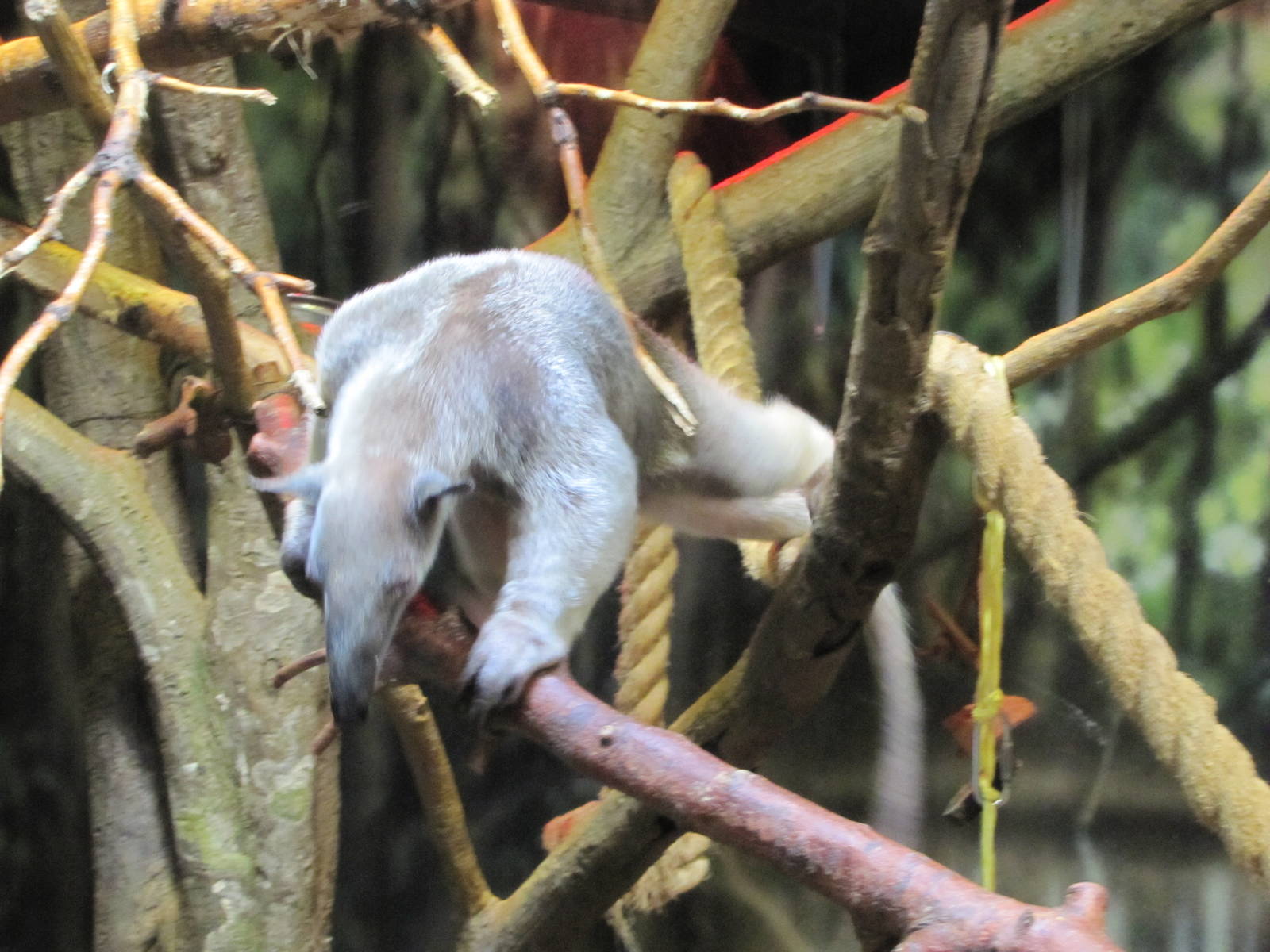 Denver Zoo 2010 - Southern Tamandua