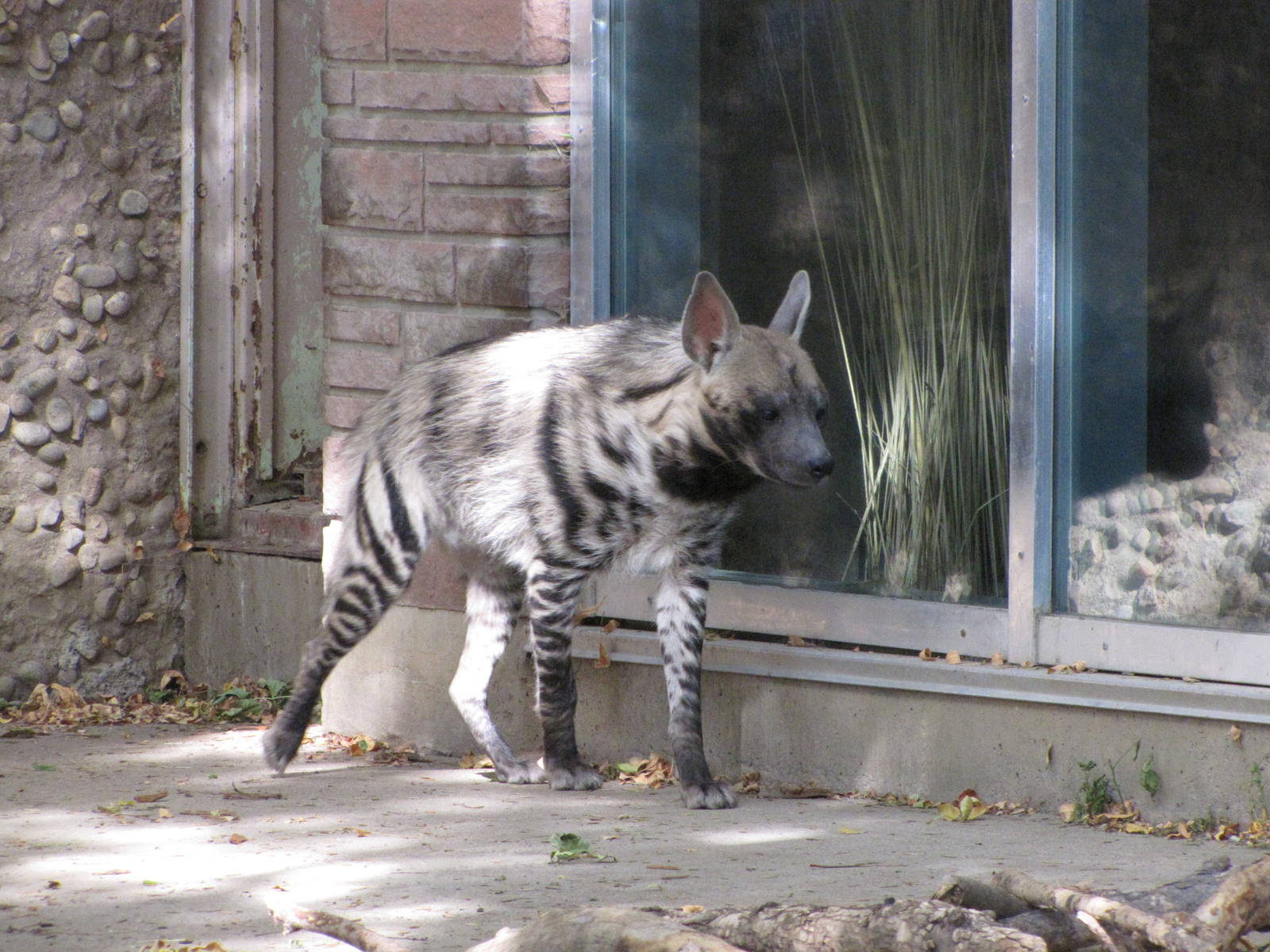 Denver Zoo 2010 - Striped Hyena in the old African Lion exhibit