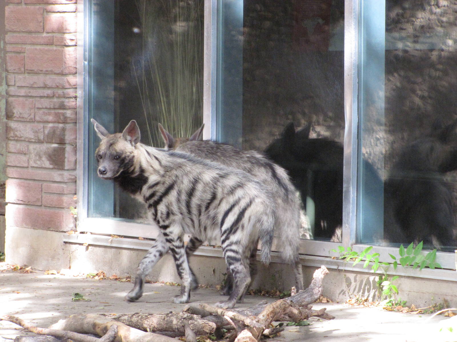 Denver Zoo 2010 - Striped Hyena in the old African Lion exhibit