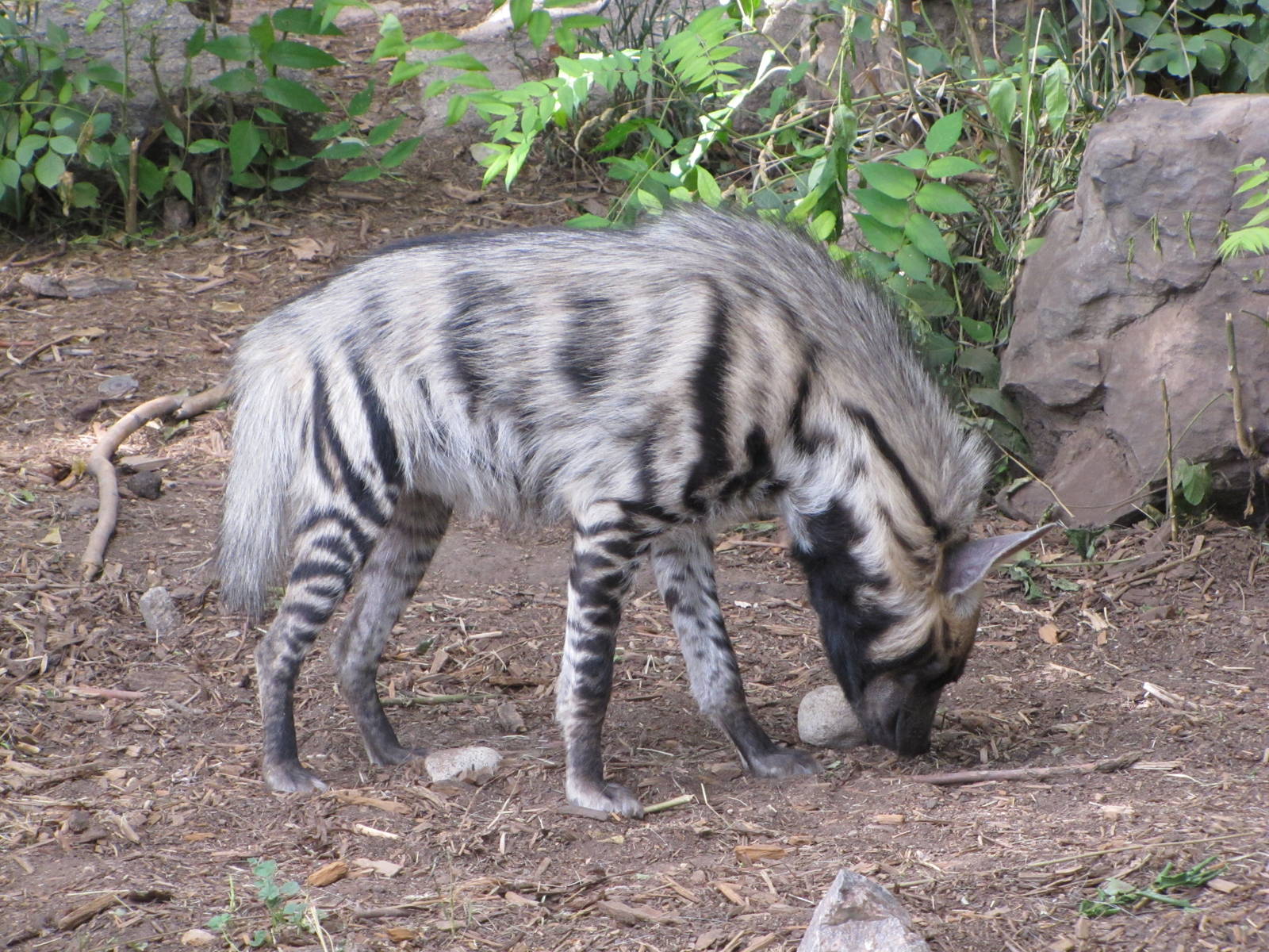 Denver Zoo 2010 - Striped Hyena in the old African Lion exhibit
