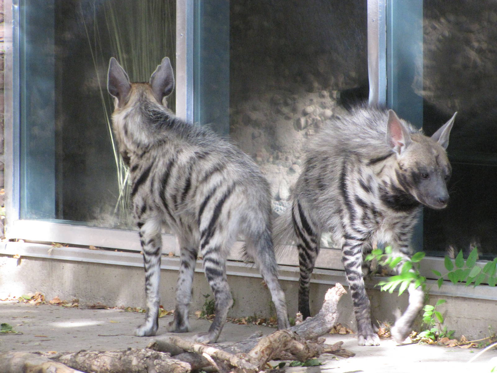 Denver Zoo 2010 - Striped Hyenas in the old African Lion exhibit
