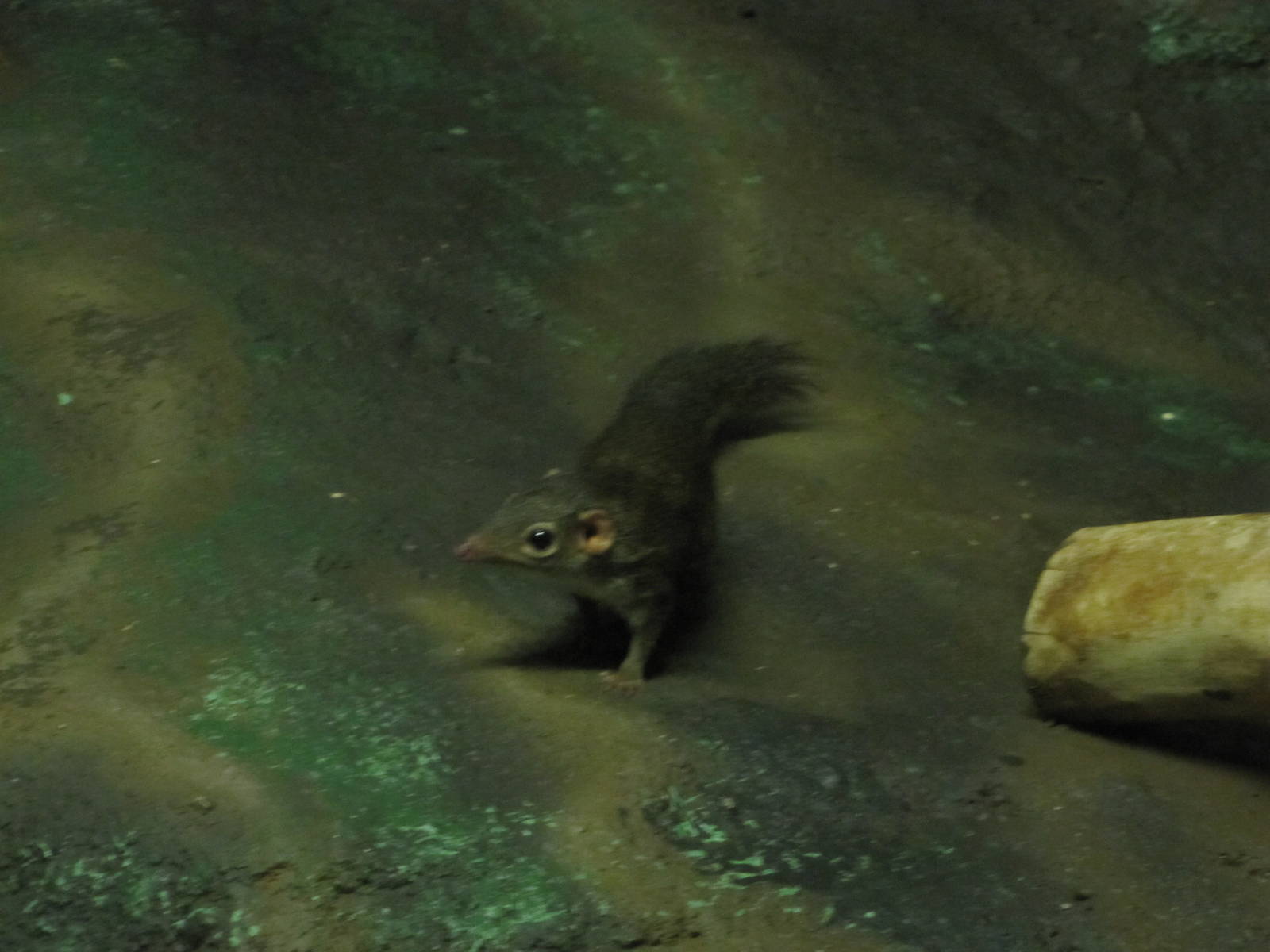 Denver Zoo 2010 - Tree Shrew