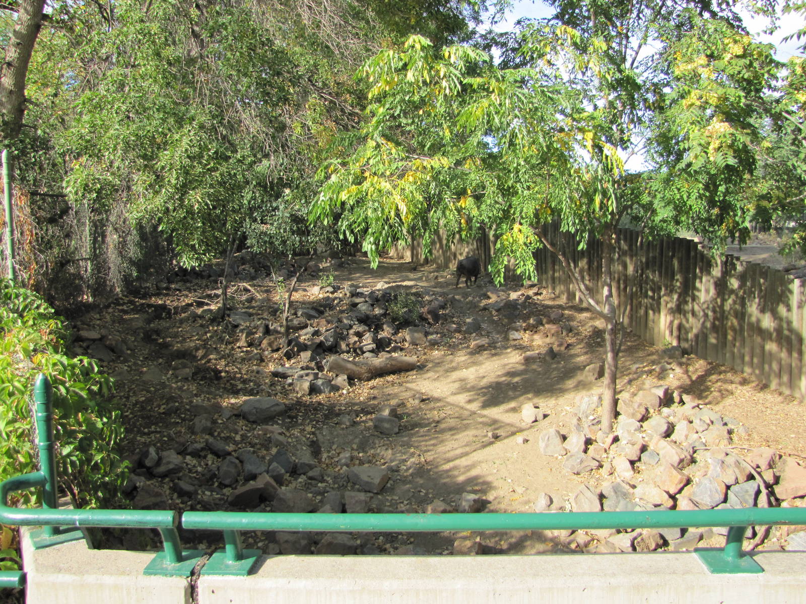 Denver Zoo 2010 - Warthog exhibit