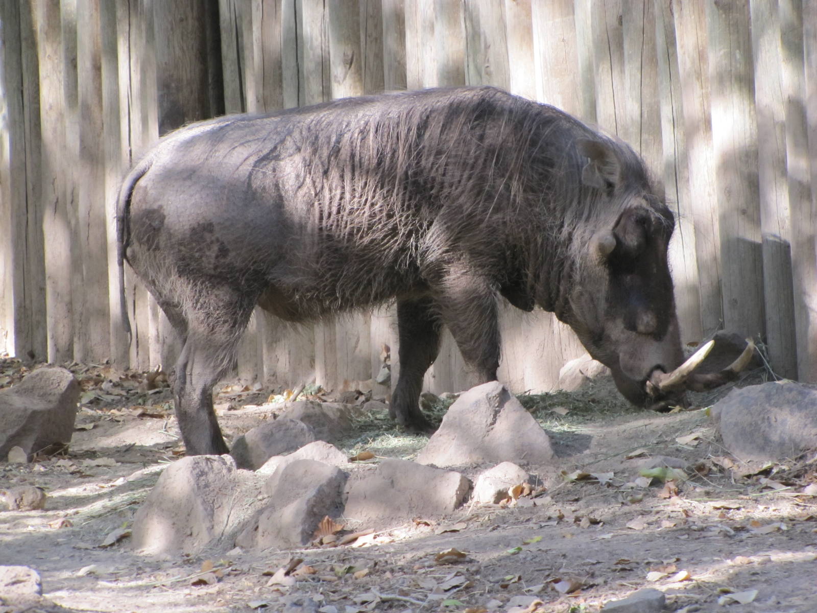 Denver Zoo 2010 - Warthog
