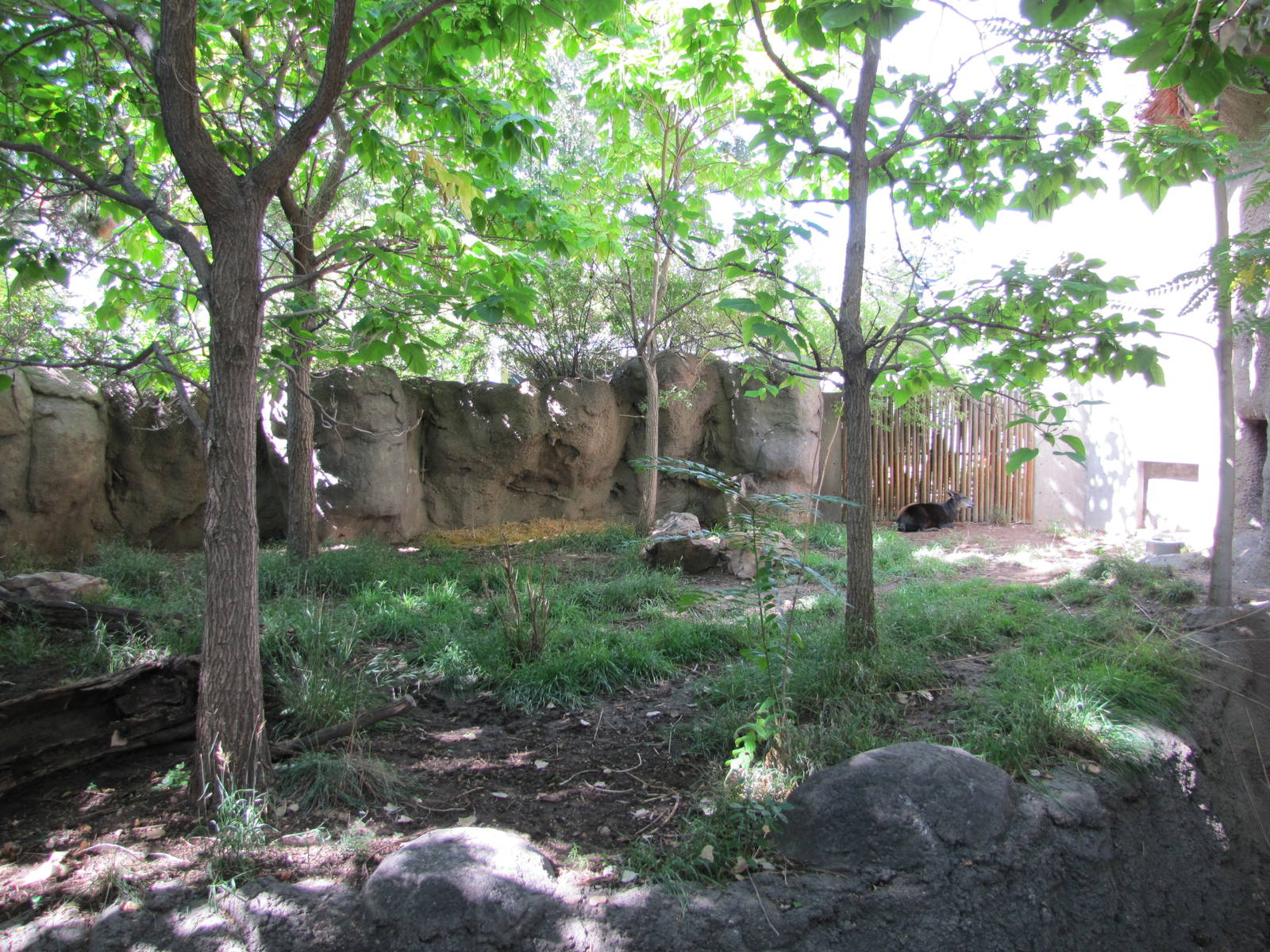 Denver Zoo 2010 - Yellow-backed Duiker exhibit