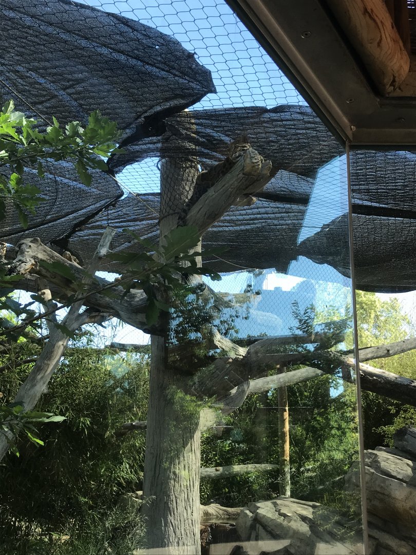 Denver Zoo Clouded Leopard