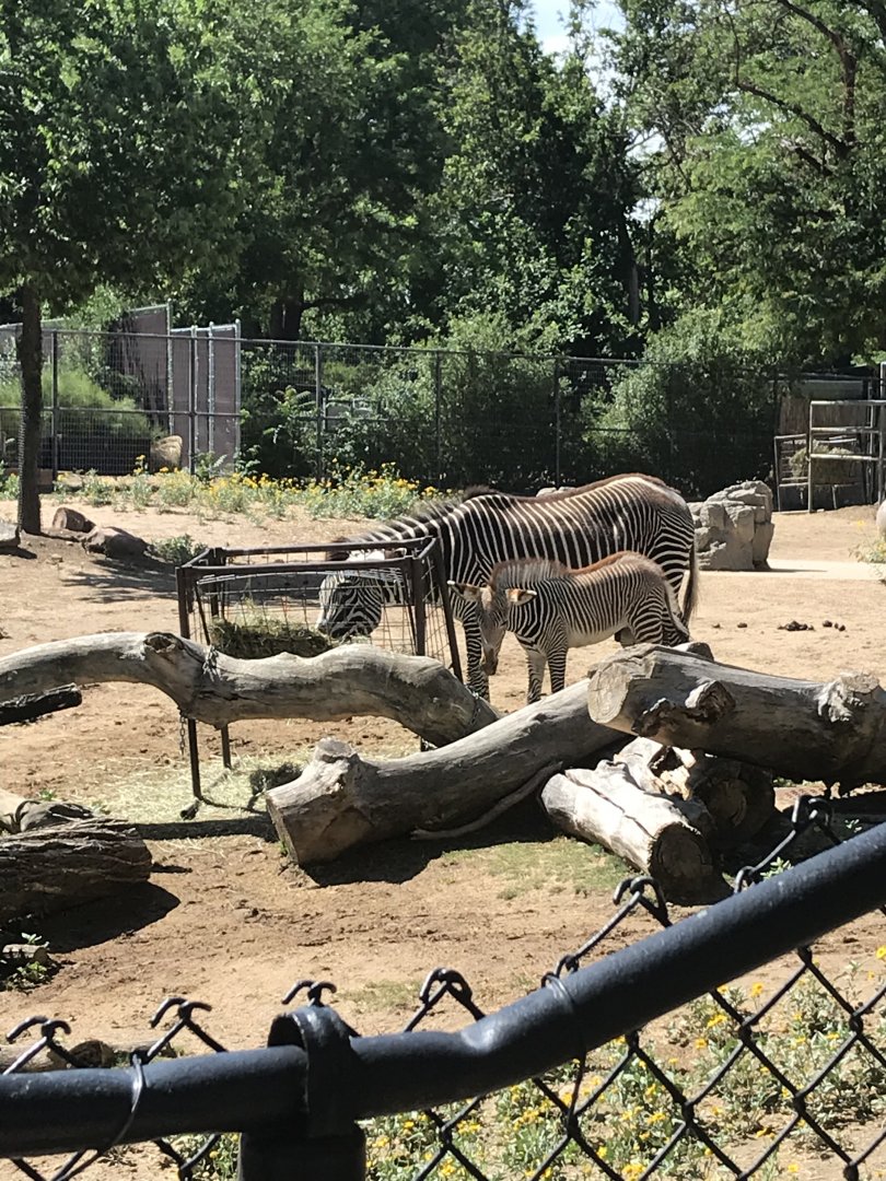 Denver Zoo Grevy’s Zebra