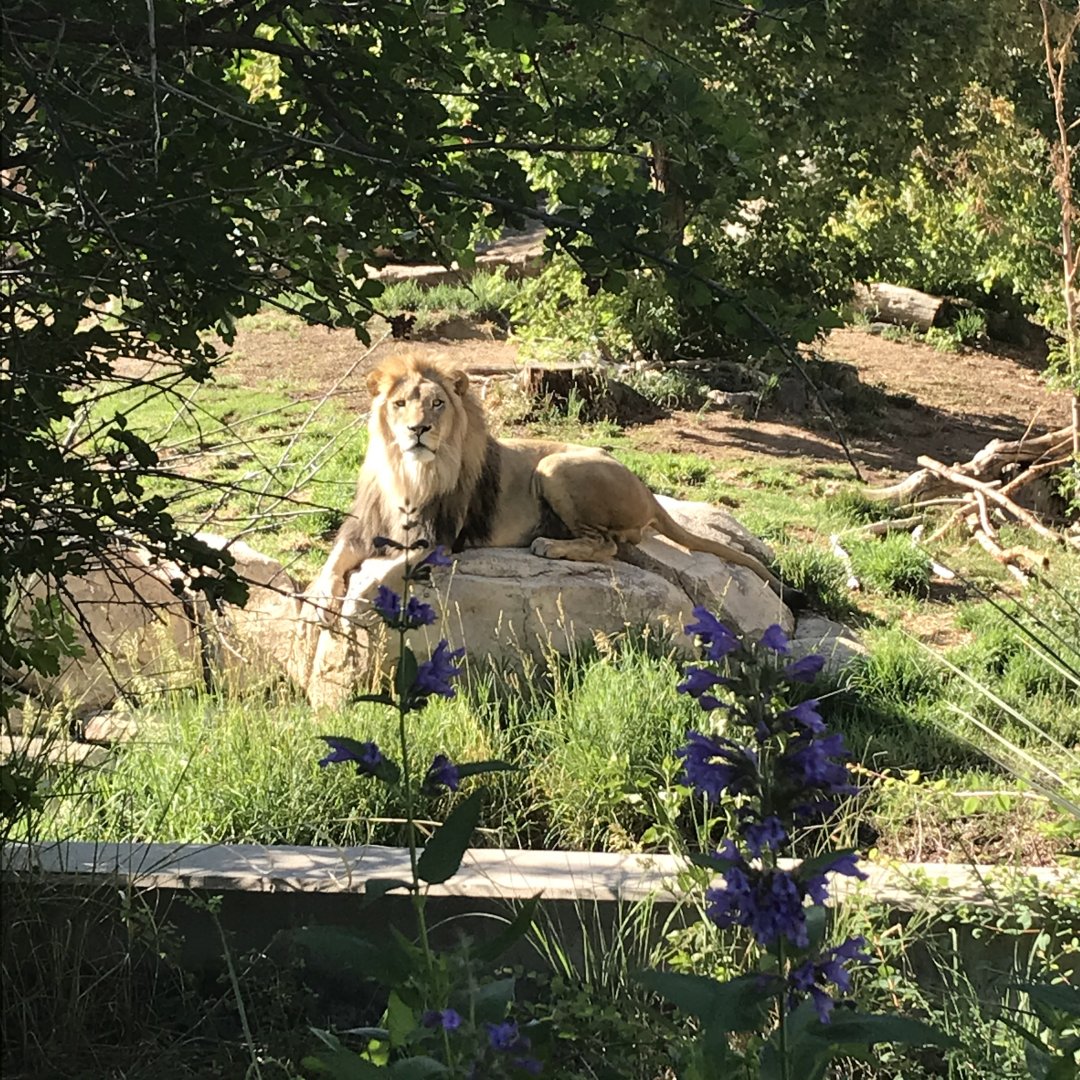 Denver Zoo Lion
