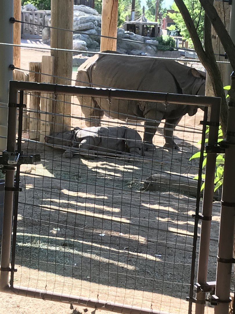 Denver Zoo Rhino Calf
