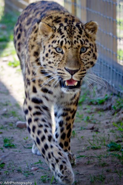 Denzil, Amur leopard