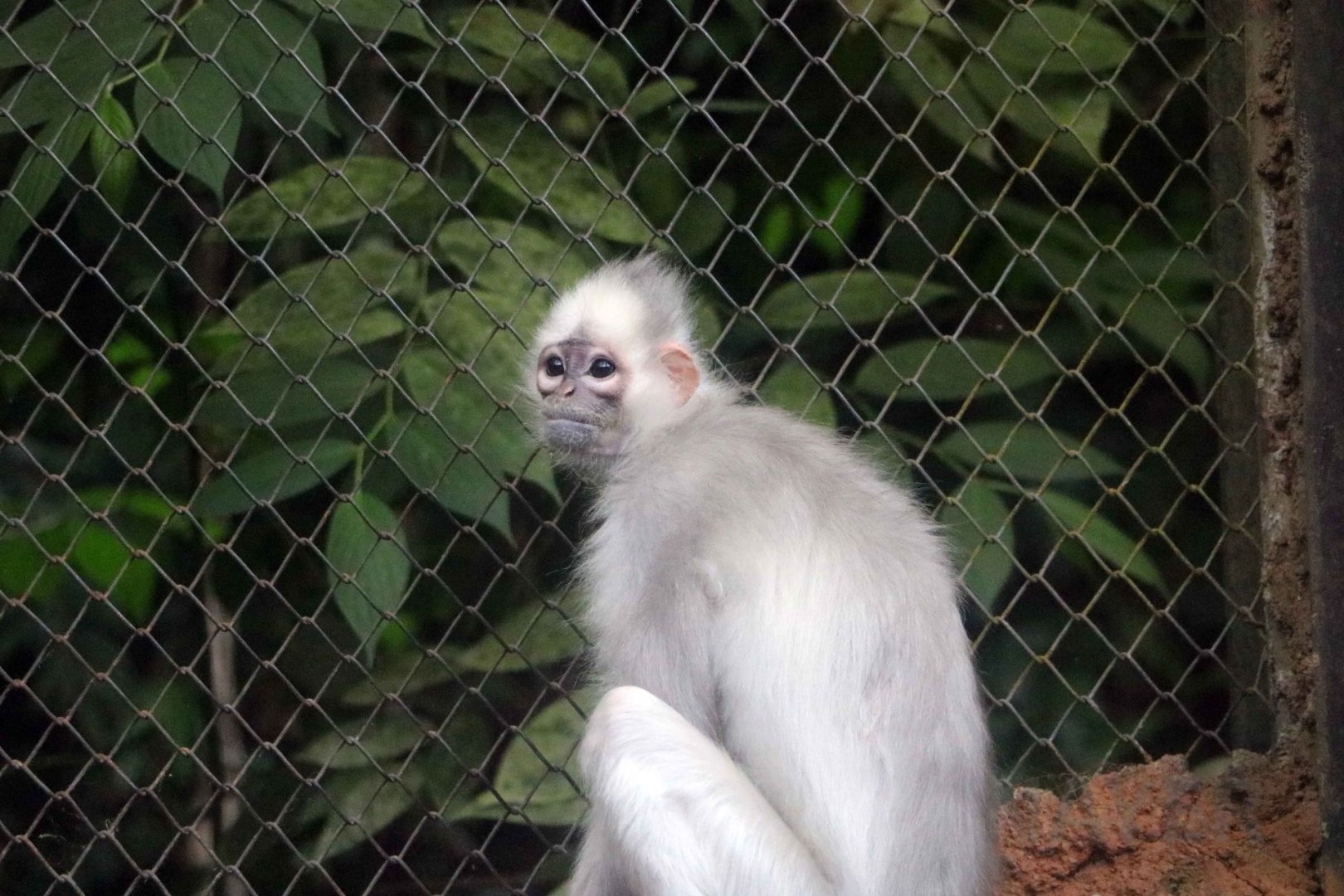 Depigmented mitred surili, June 2016