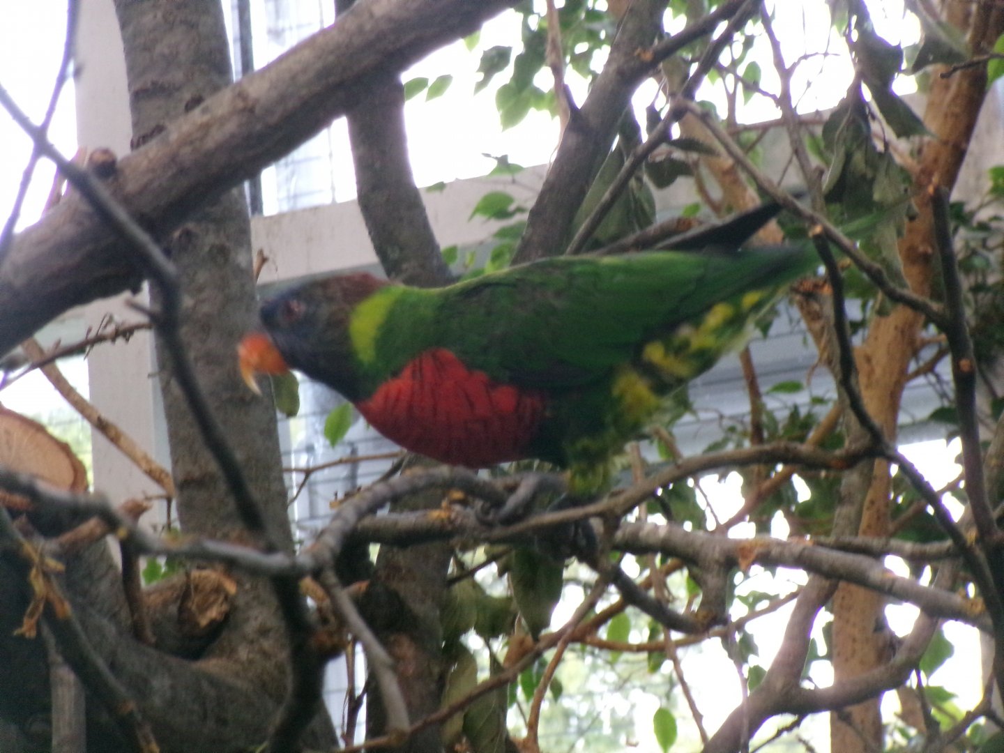 Deplanche's lorikeet