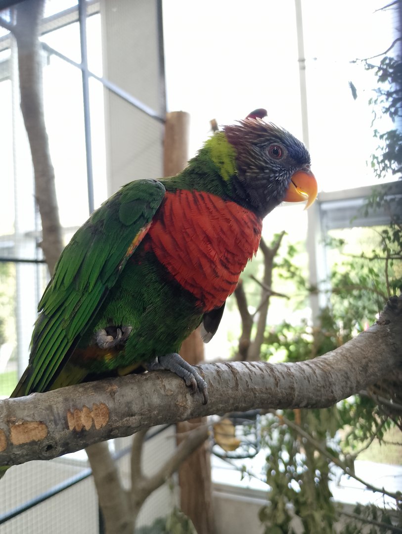 Deplanche's lorikeet