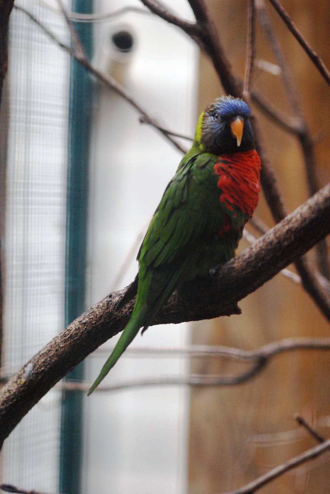Deplanche's Rainbow Lorikeet at Walsrode, 22/03/13