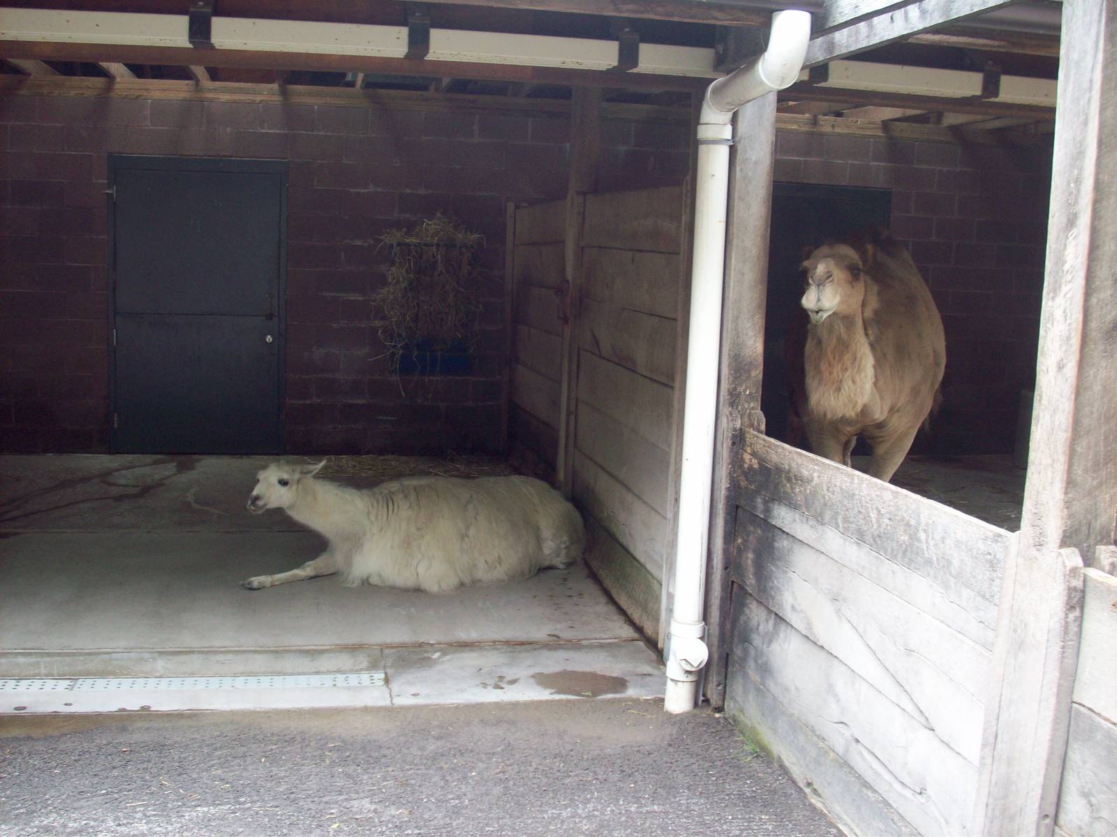 Depressed Looking Children's Zoo Animals.