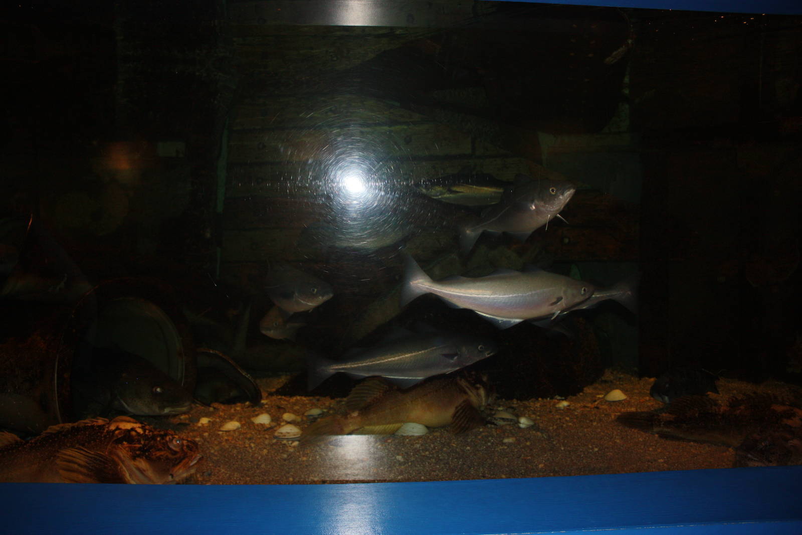 Depths of the Sound- A Ship Wreck Exhibit