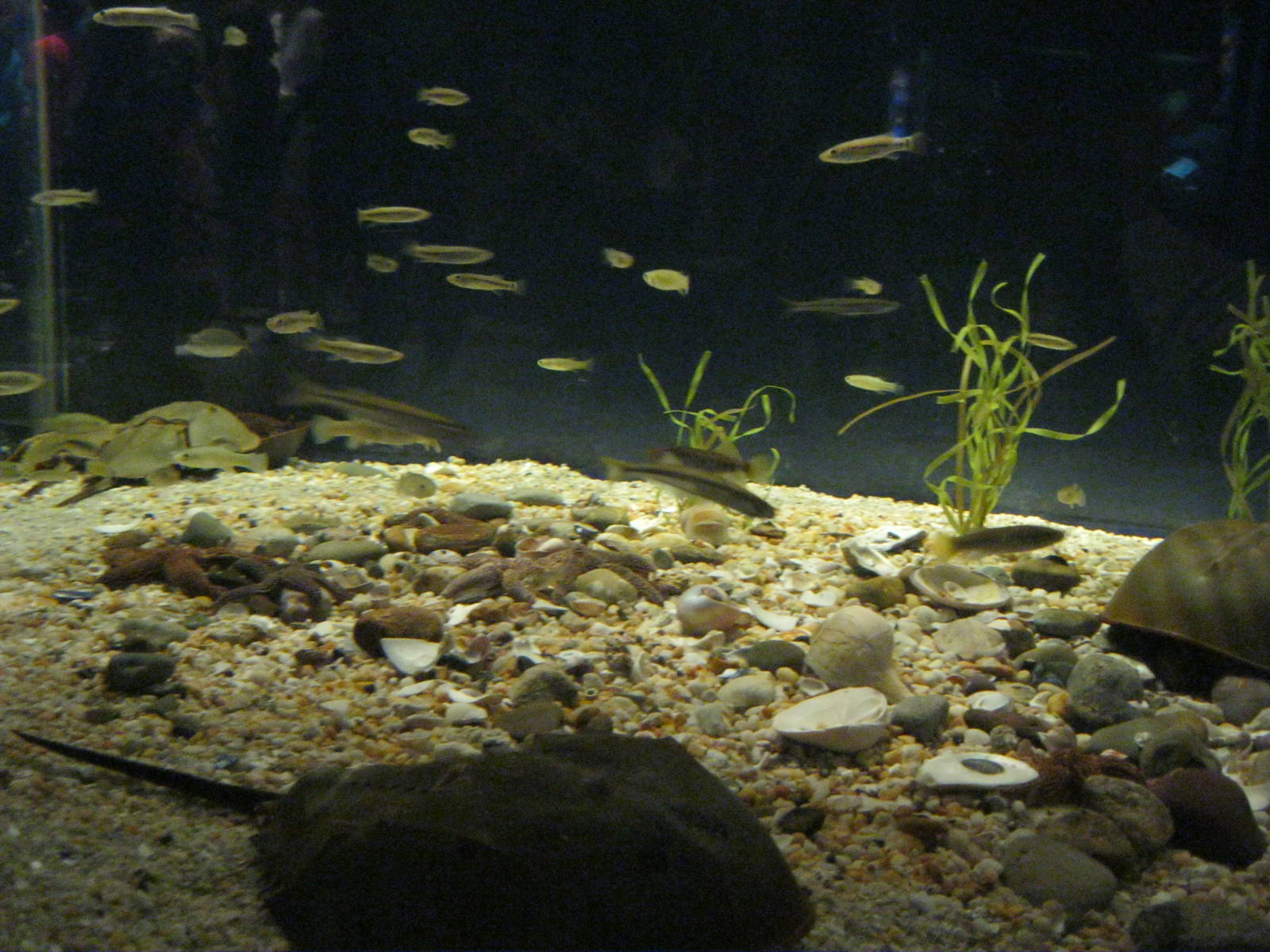 Depths of the Sound- Horseshoe Crab Exhibit