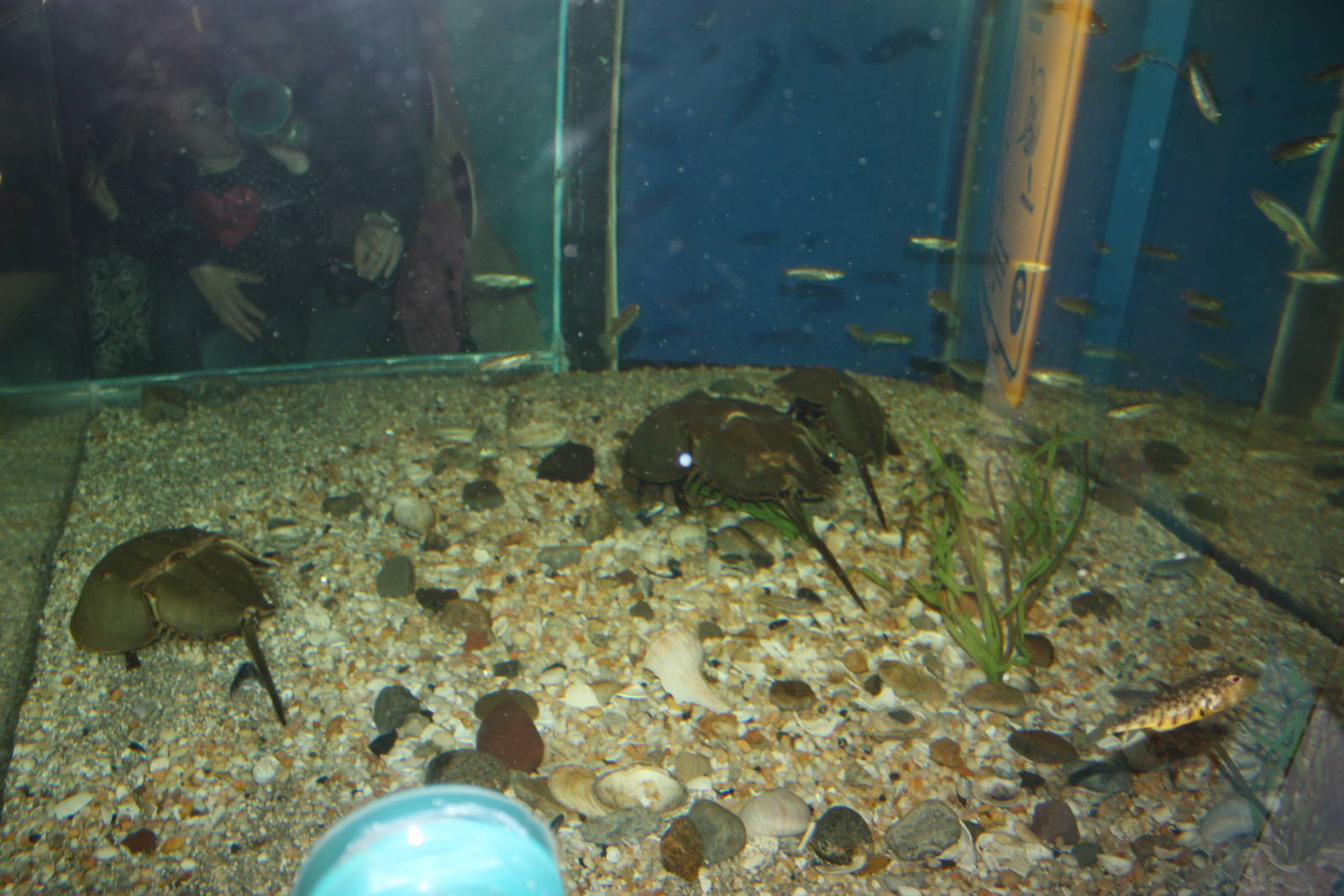 Depths of the Sound- Horseshoe Crab Exhibit