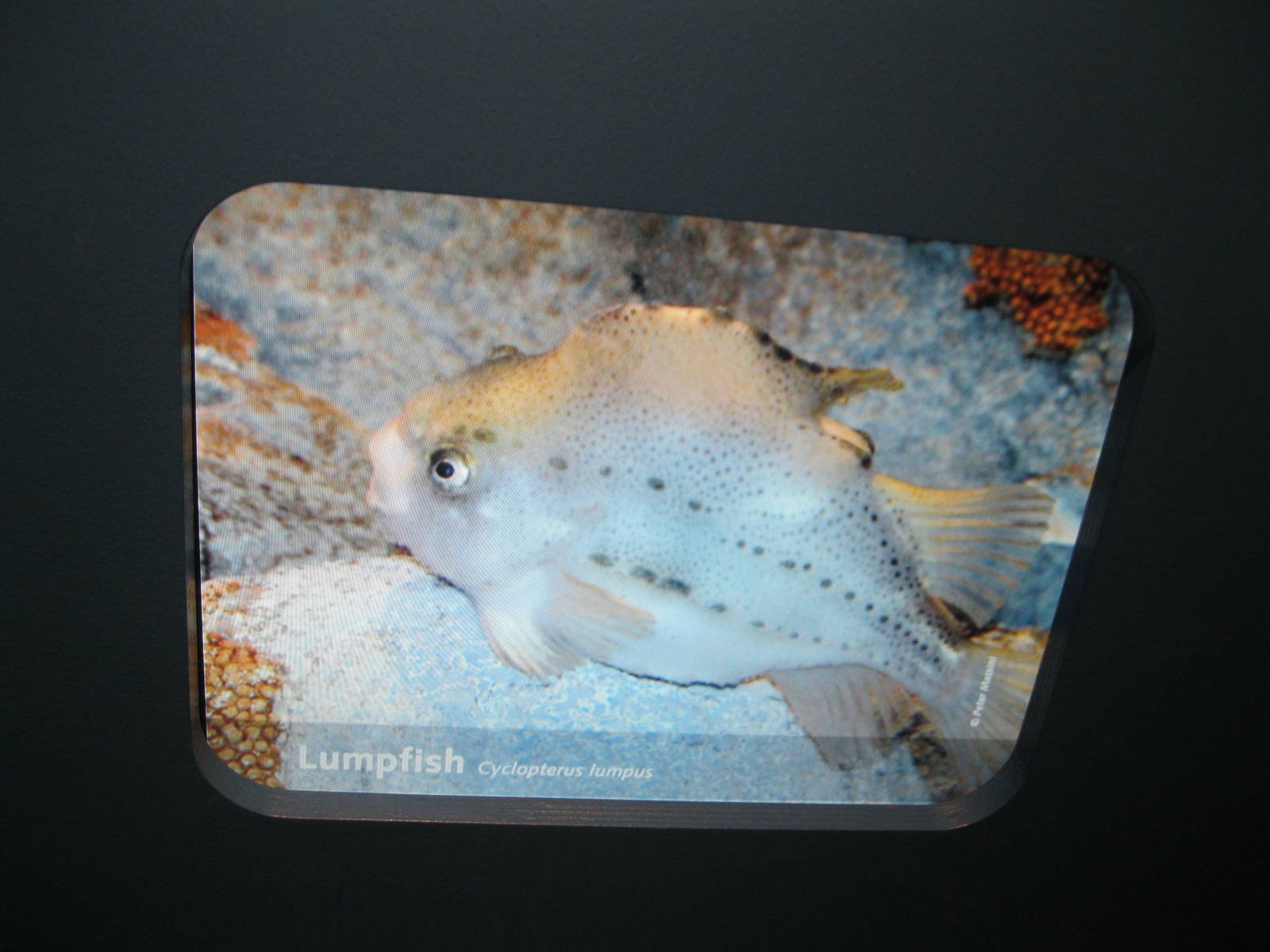 Depths of the Sound- New Way of Identifying Animals