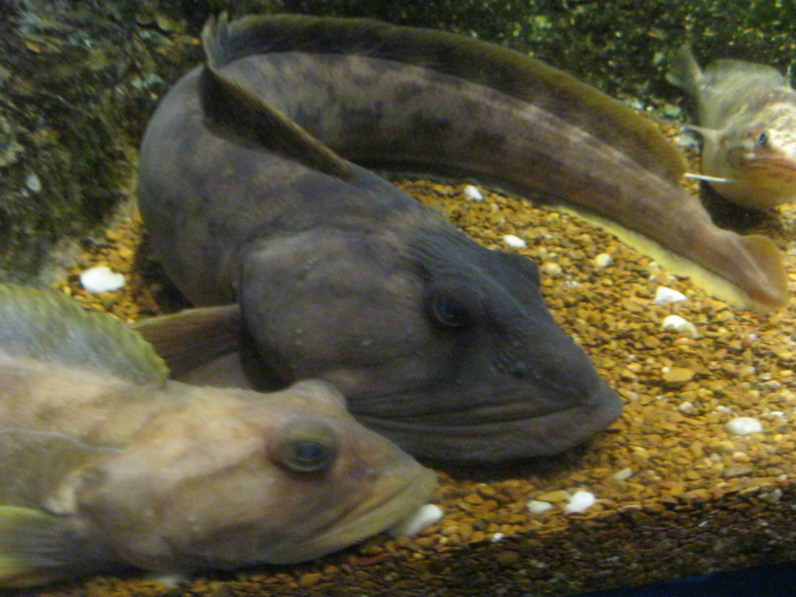 Depths of the Sound- Ocean Pout