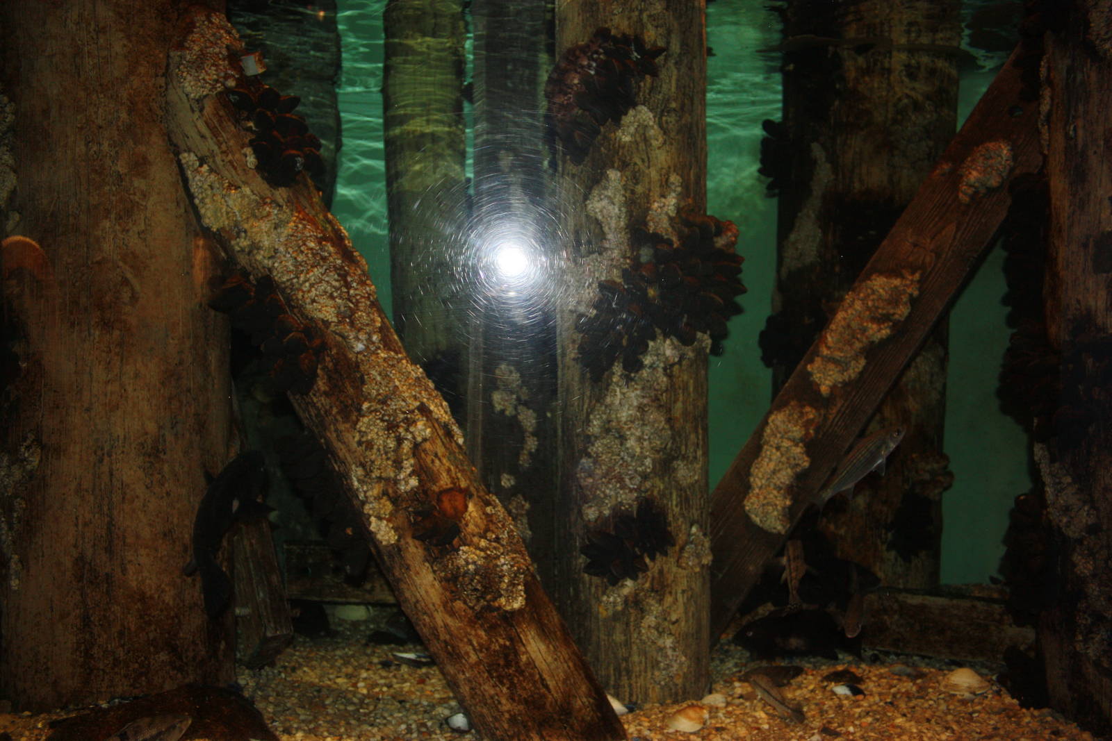Depths of the Sound- Pilings Exhibit