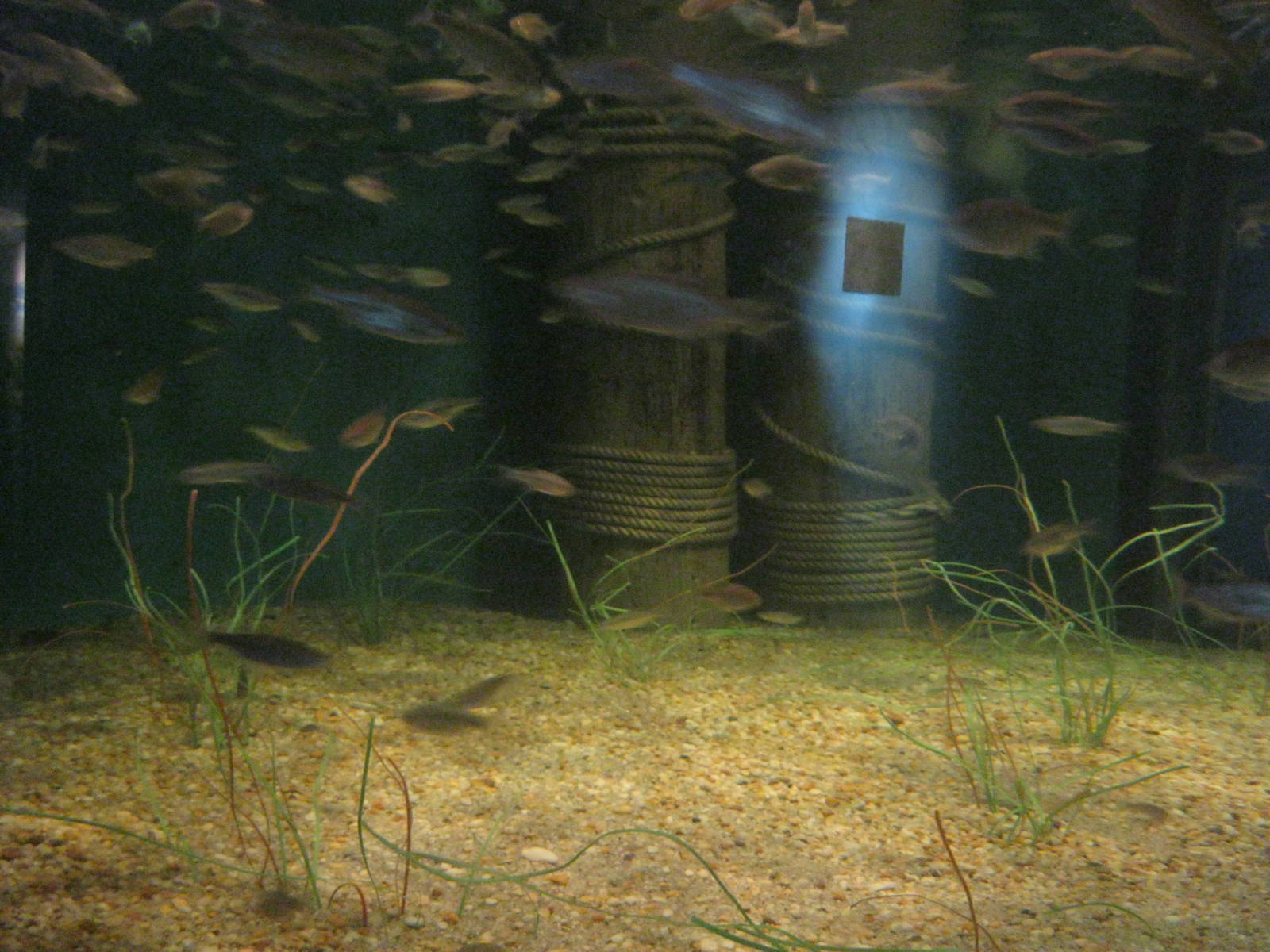 Depths of the Sound- Schooling Fish