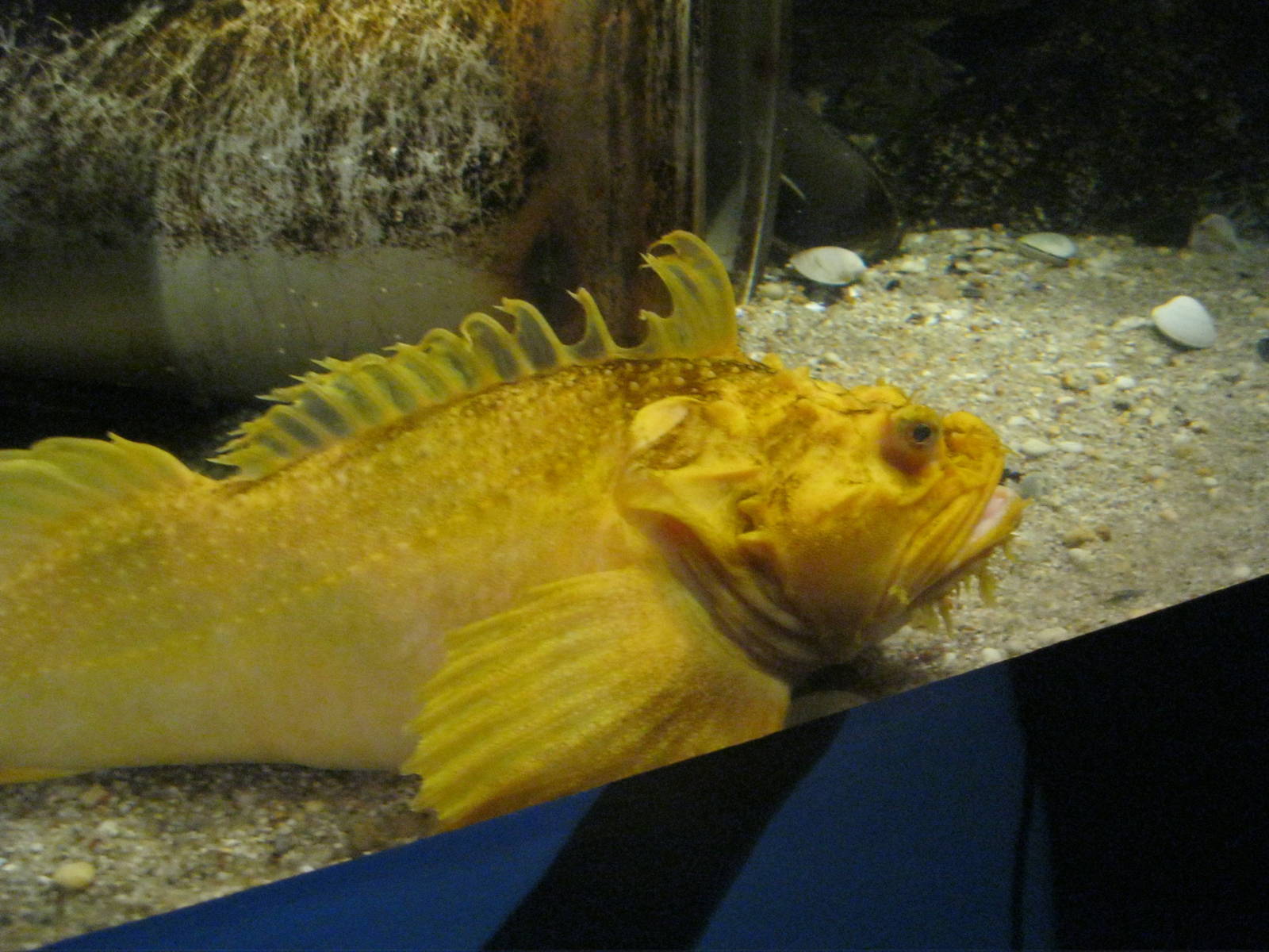 Depths of the Sound- Sea Raven