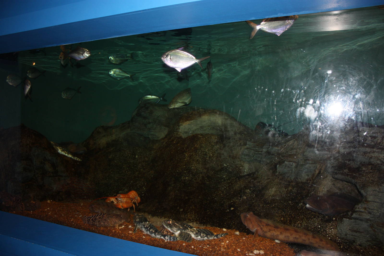 Depths of the Sound- The Muddy Bottom Exhibit