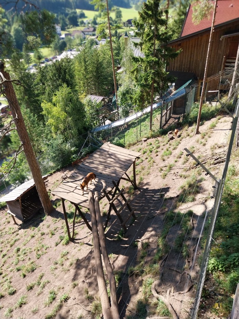 Der Weisser Zoo & Kameltheater Kernhof - Chinese dhole (Cuon alpinus lepturus)