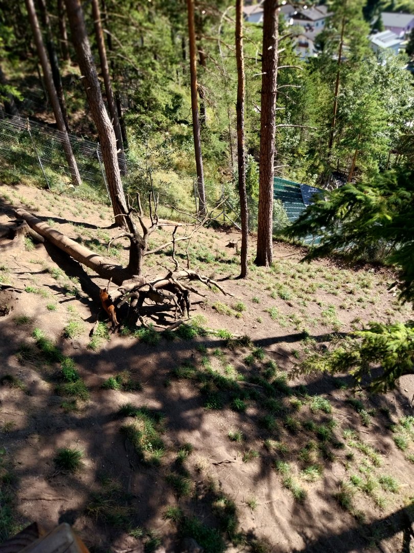 Der Weisser Zoo & Kameltheater Kernhof - Chinese dhole enclosure