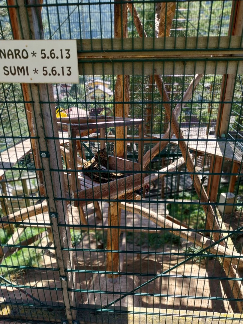 Der Weisser Zoo & Kameltheater Kernhof - Indochinese clouded leopard (Neofelis nebulosa nebulosa)